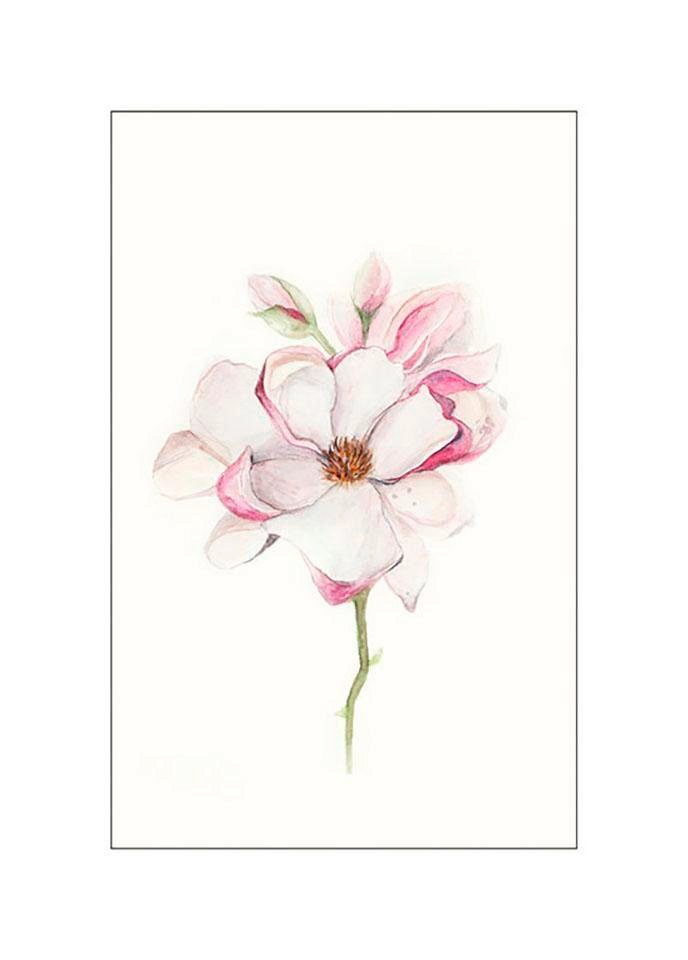 Image of Komar Poster »Magnolia Blossom«, Blumen, Höhe: 40cm bei Ackermann Versand Schweiz
