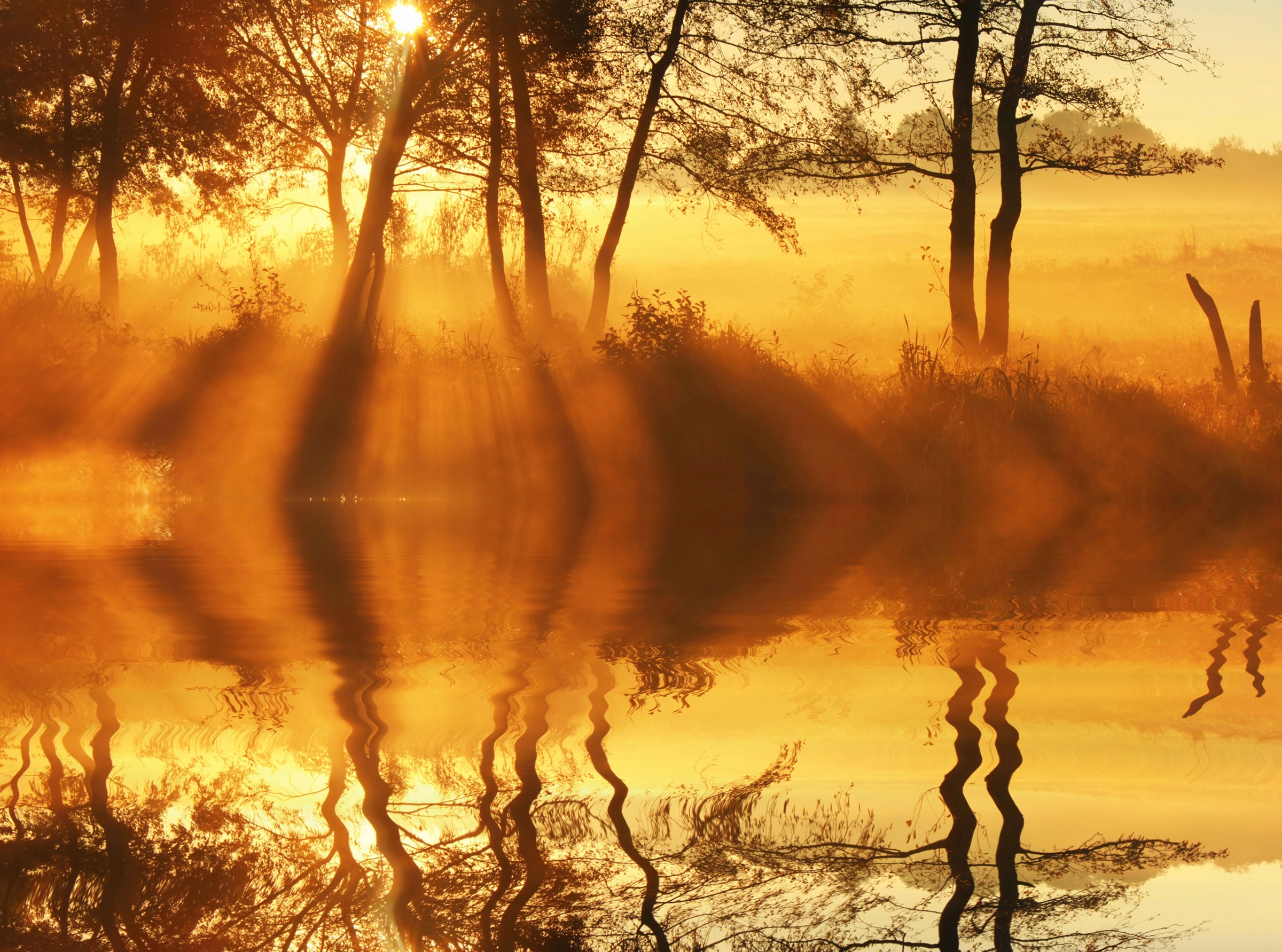 Image of Papermoon Fototapete "DÄMMERUNG-REFLEXION VON BÄUMEN UFER FLUSS SEE SONNE"
