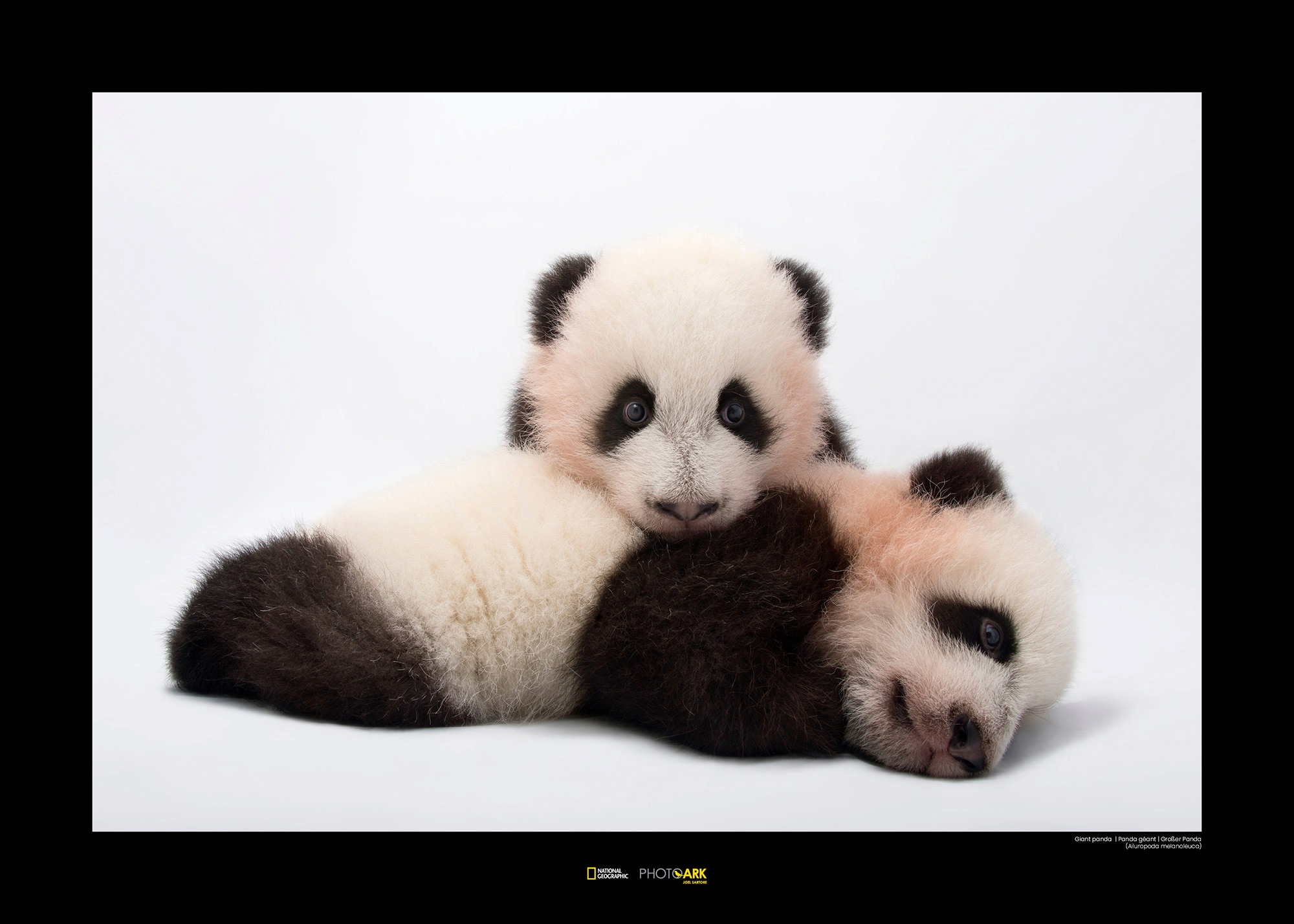 Image of Komar Poster »Giant Panda«, Tiere, Höhe: 50cm bei Ackermann Versand Schweiz
