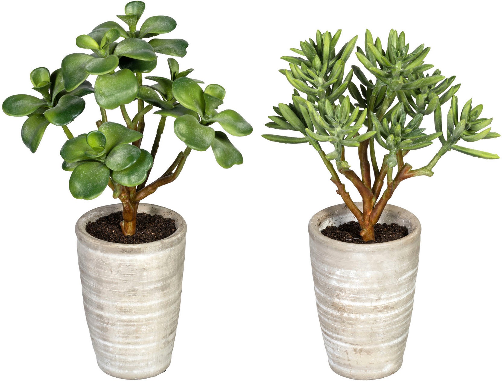Image of Creativ green Künstliche Zimmerpflanze »Sukkulenten Kalanchoe und Aloe«, (2 St.), im Zementtopf, 2er Set bei Ackermann Versand Schweiz