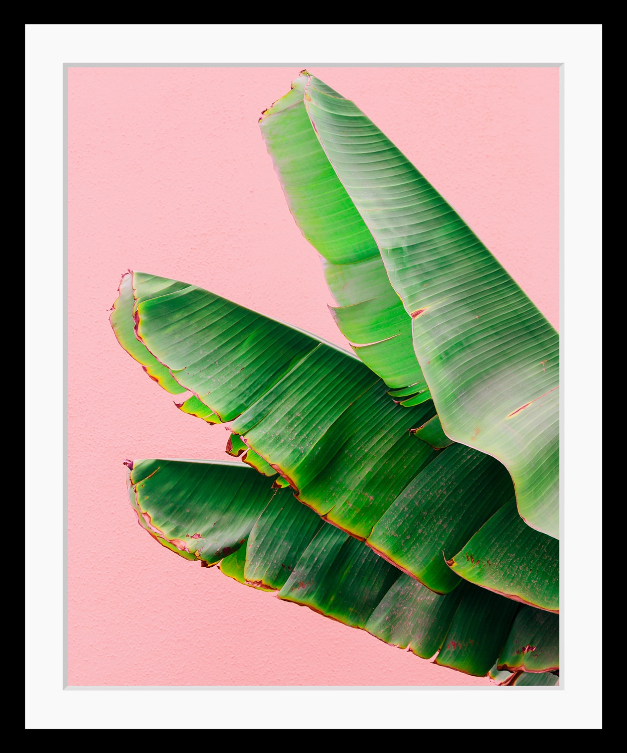 Image of queence Bild "Greta" Blumen Blätter Kunst Pflanzen Pflanzenbilder HD Premium Poster-Druck inkl. Holzrahmen