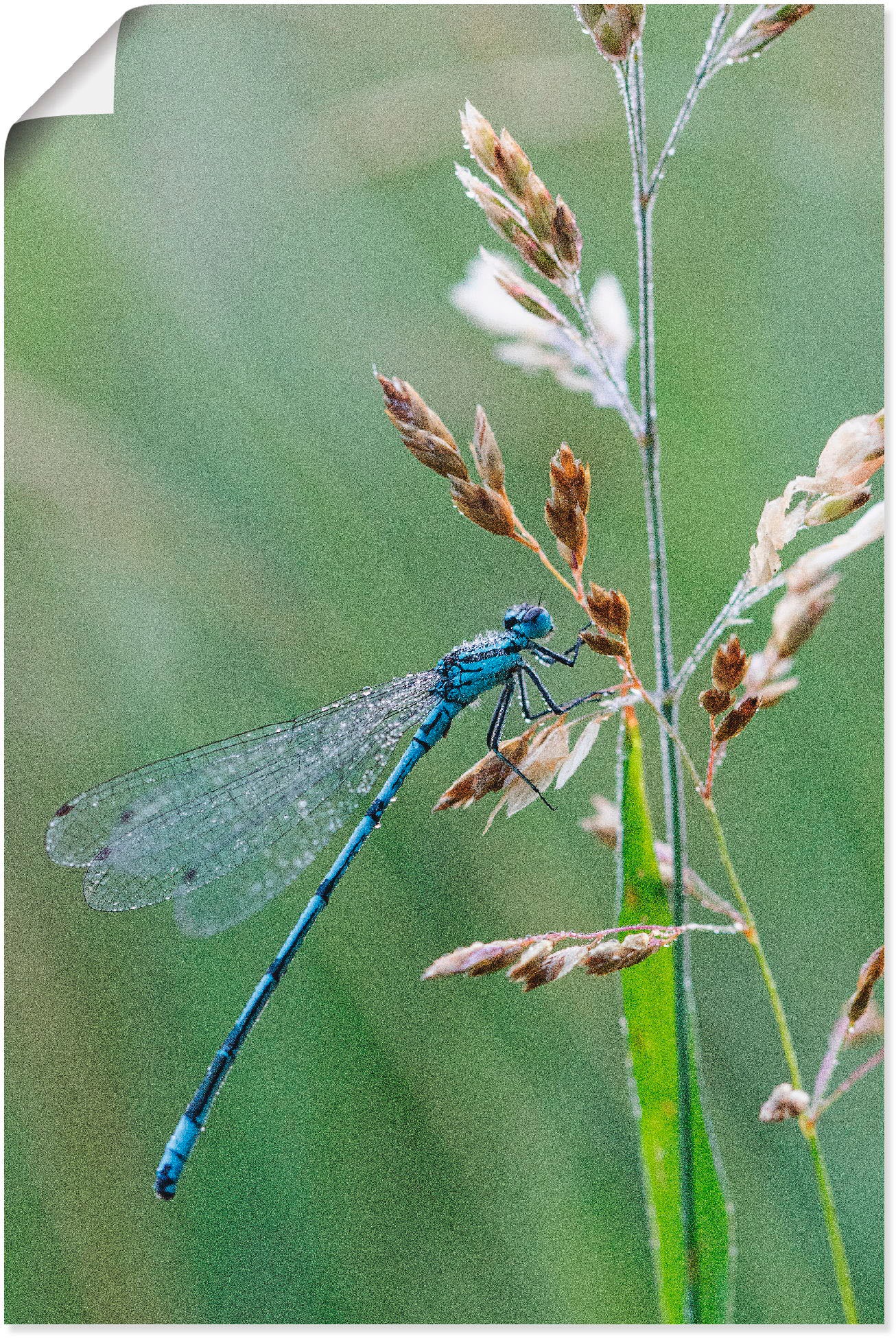 Image of Artland Poster "Kleine Libelle" Insekten 1 Stk. tlg. ohne Rahmen