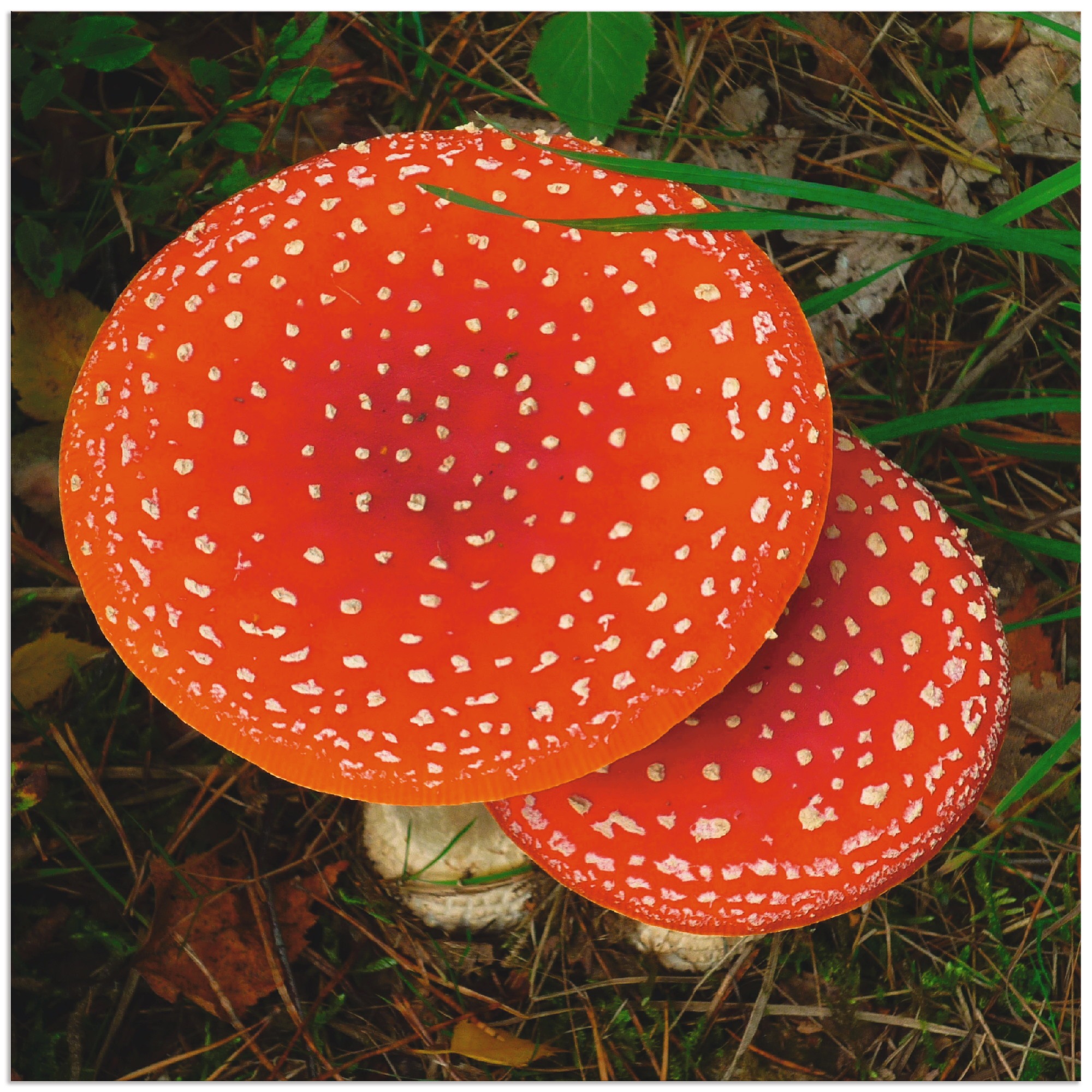 Image of Artland Wandbild »Glückspilze«, Pflanzen, (1 St.), in vielen Grössen & Produktarten - Alubild / Outdoorbild für den Aussenbereich, Leinwandbild, Poster, Wandaufkleber / Wandtattoo auch für Badezimmer geeignet bei Ackermann Versand Schweiz