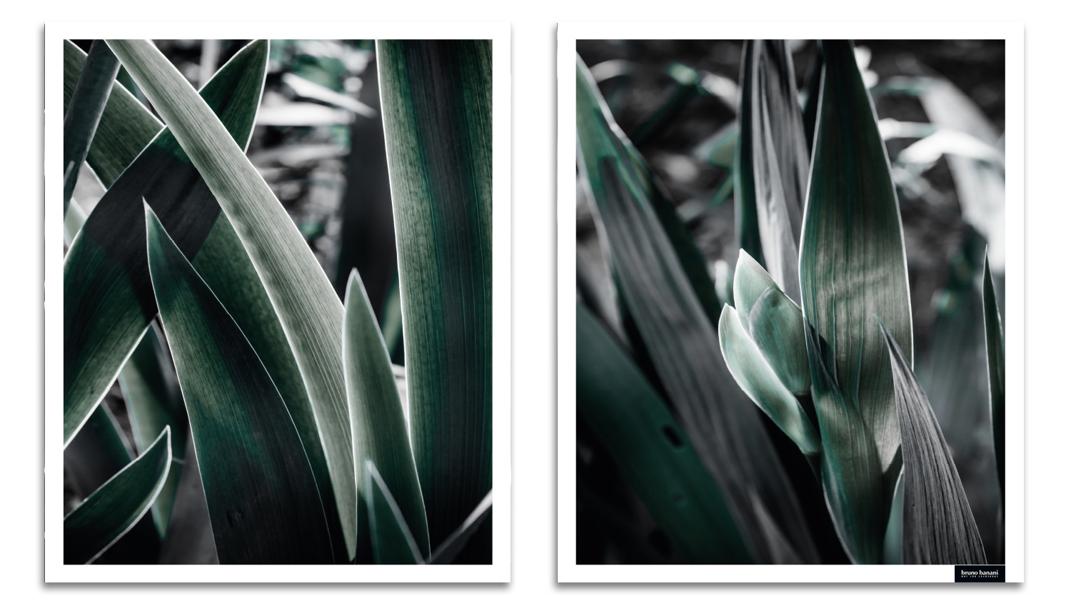 Bruno Banani Bild mit 2x Digitaldruck 2er-Set), Blätter, - 30x40 Weisser Holzrahmen jetzt (1 Dekoration - Gerahmter cm - - »Blätter Rahmen Rahmen Wandbild«, - St., kaufen