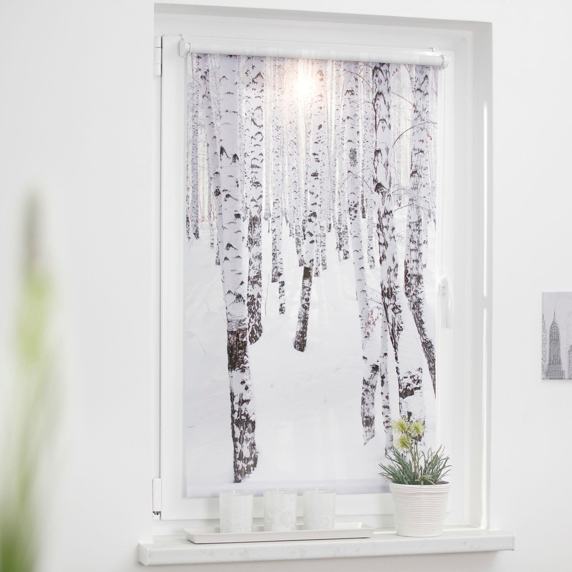 LICHTBLICK ORIGINAL Seitenzugrollo »Klemmfix Motiv Birkenwald«,  Lichtschutz, ohne Bohren, freihängend, bedruckt günstig kaufen