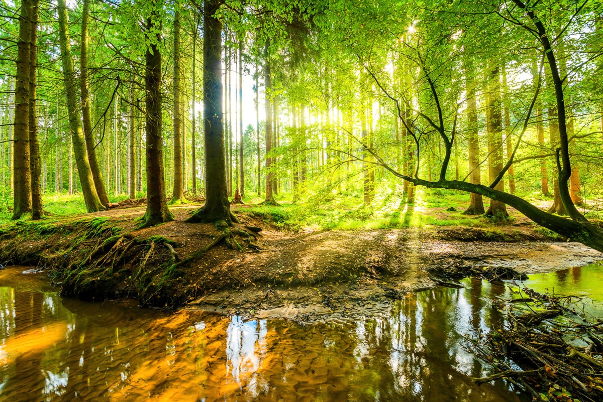 Papermoon Fototapete »WALD-HERBST NATUR LANDSCHAFT BÄUME DSCHUNGEL SEE BIRKEN«