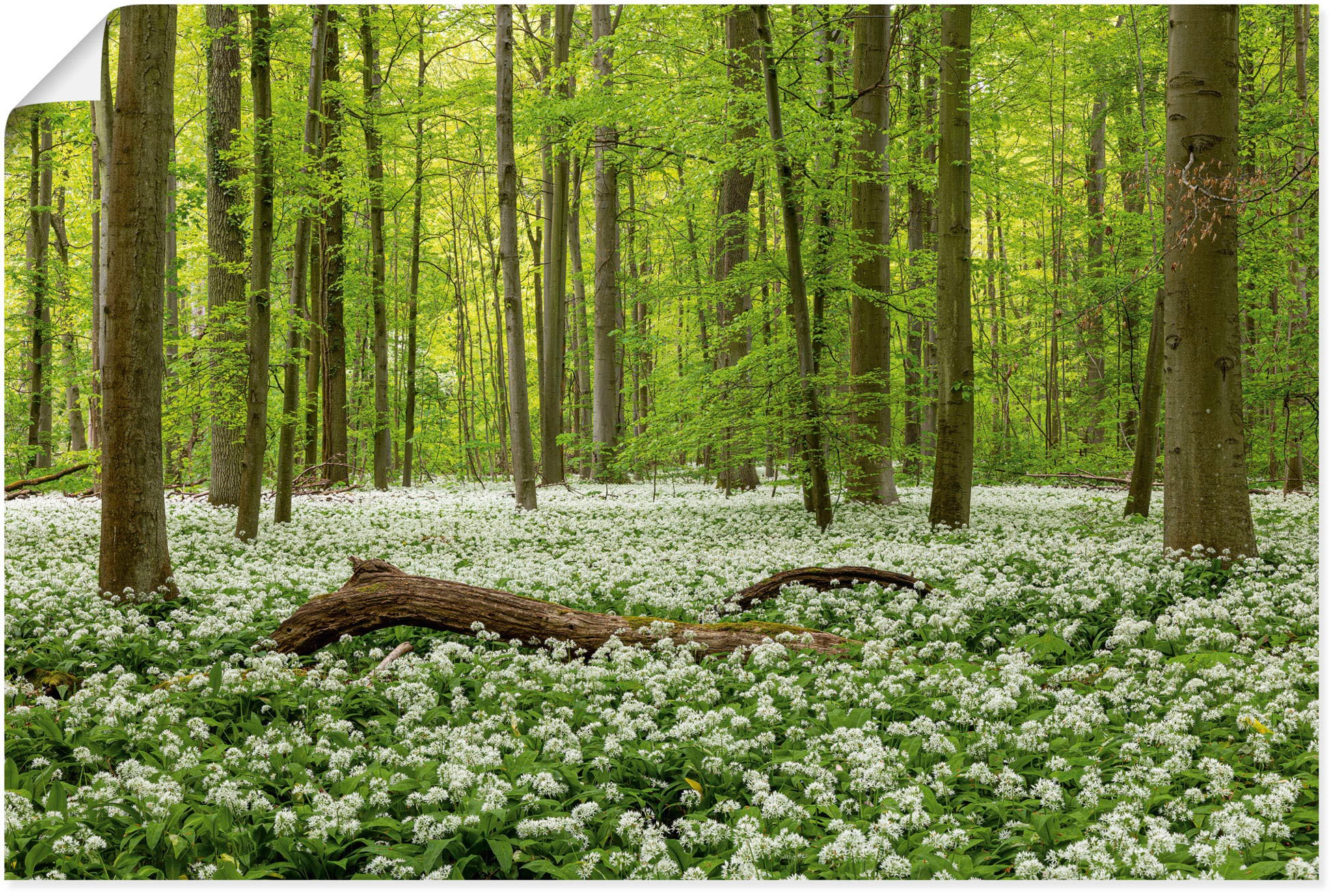 Image of Artland Wandbild »Bärlauchwald II«, Waldbilder, (1 St.), in vielen Grössen & Produktarten - Alubild / Outdoorbild für den Aussenbereich, Leinwandbild, Poster, Wandaufkleber / Wandtattoo auch für Badezimmer geeignet bei Ackermann Versand Schweiz