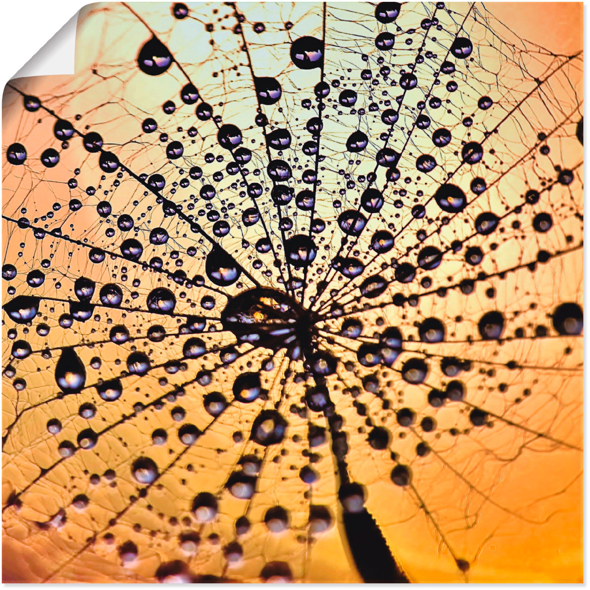 Image of Artland Wandbild »Pusteblume Tröpfchenfang«, Blumen, (1 St.), in vielen Grössen & Produktarten - Alubild / Outdoorbild für den Aussenbereich, Leinwandbild, Poster, Wandaufkleber / Wandtattoo auch für Badezimmer geeignet bei Ackermann Versand Schweiz