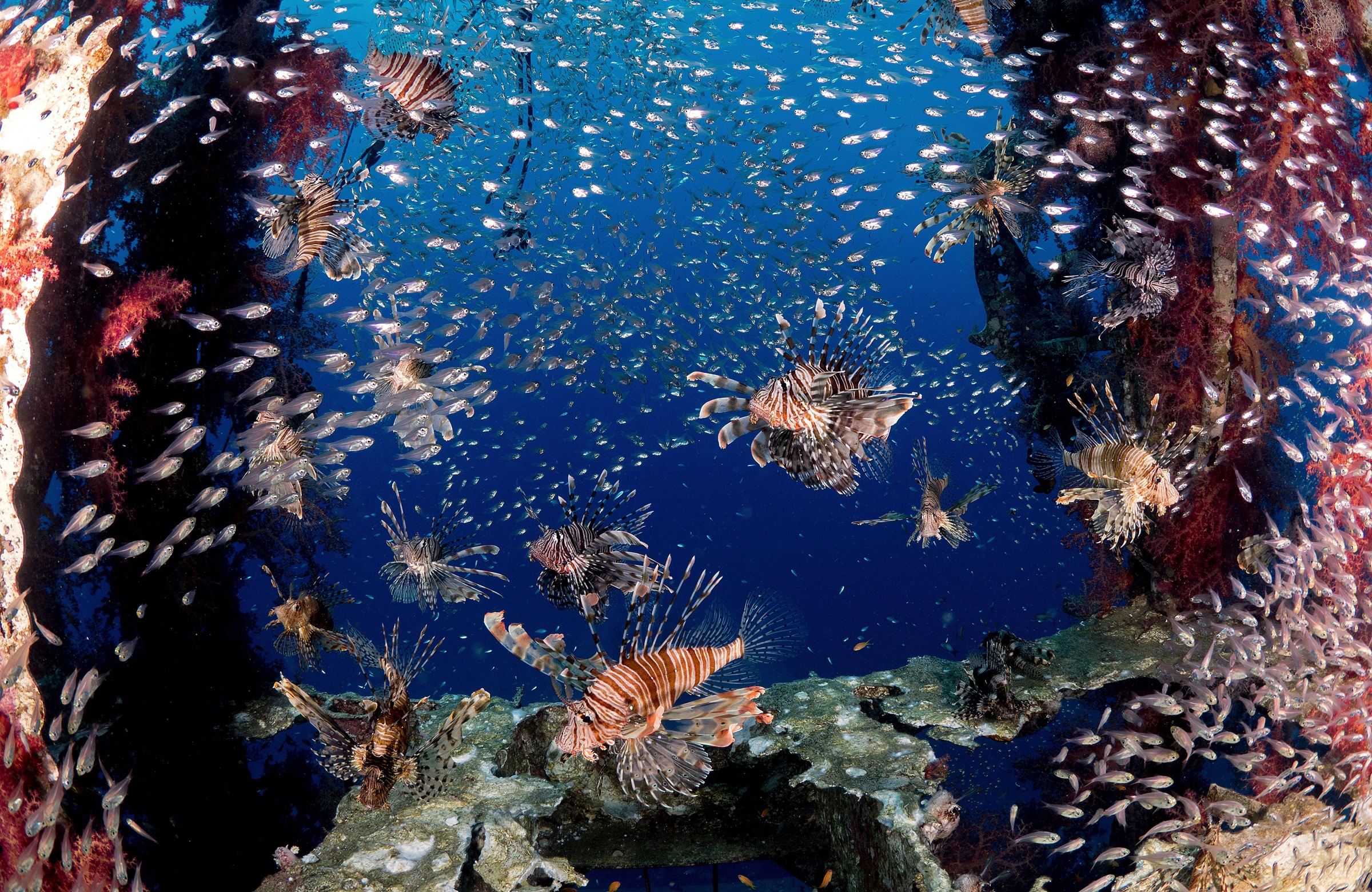 Image of Papermoon Fototapete »Photo-Art ILAN BEN TOV, LIONFISH PARTY«, Vliestapete, hochwertiger Digitaldruck, inklusive Kleister bei Ackermann Versand Schweiz