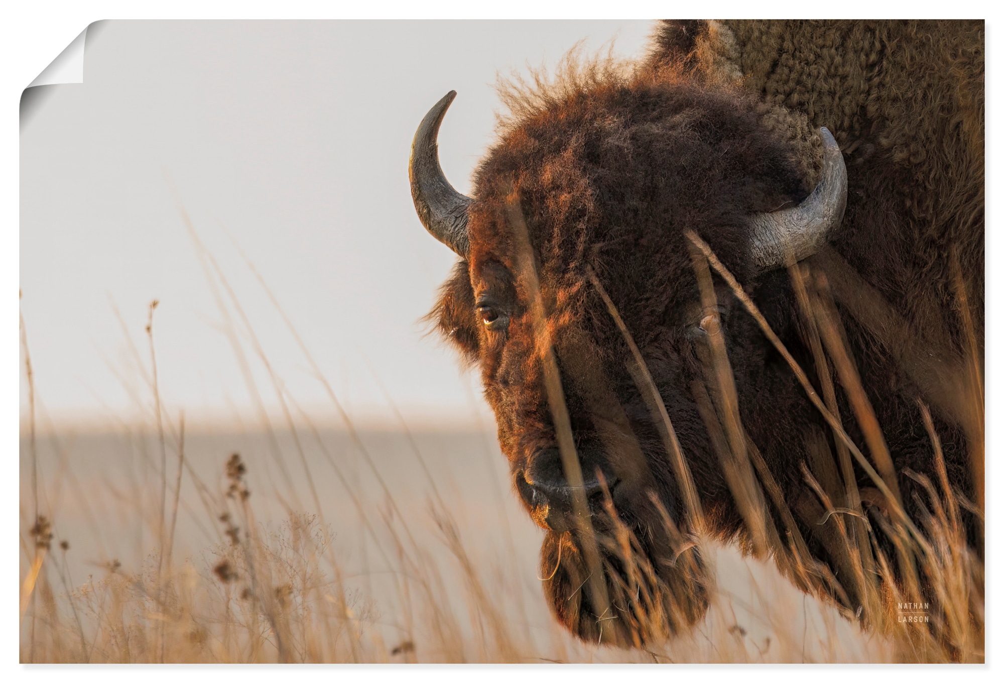 Image of Artland Wandbild "Bison Sunset" Wildtiere 1 Stk. tlg. als Alubild, Leinwandbild, Poster, Wandaufkleber in verschied. Grössen