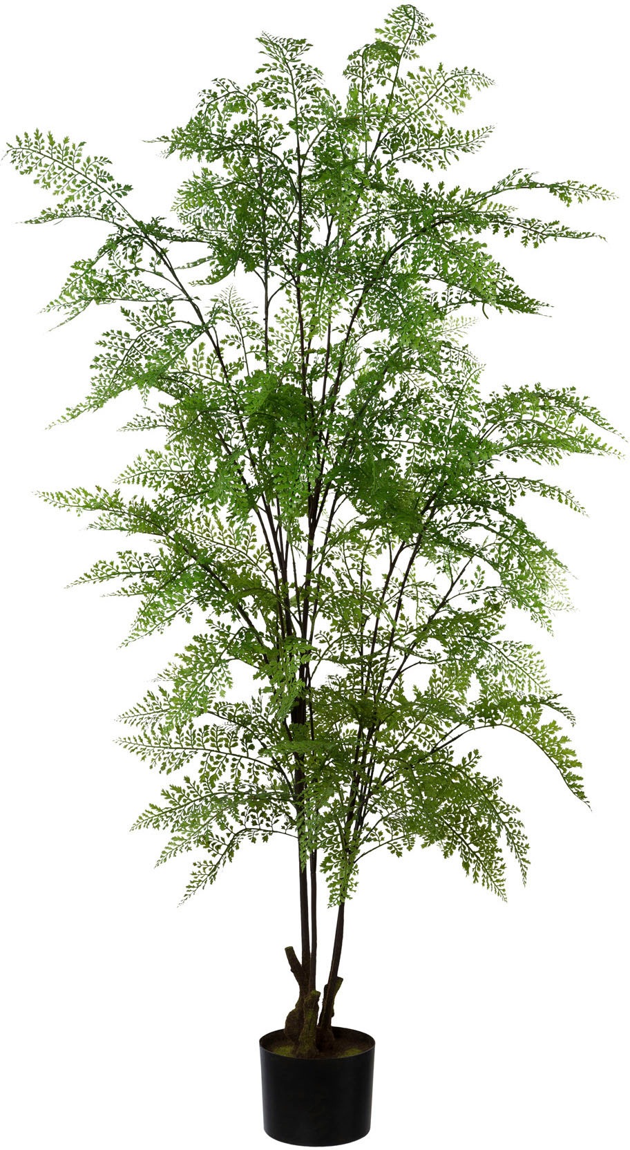 Image of Creativ green Kunstpflanze »Adianthum«, (1 St.), im Kunststofftopf bei Ackermann Versand Schweiz