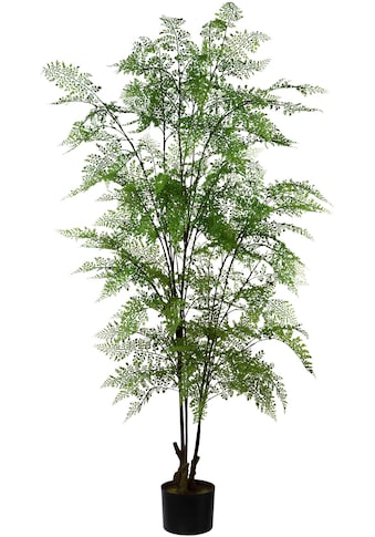 Creativ green Kunstpflanze »Adianthum«, (1 St.), im Kunststofftopf kaufen