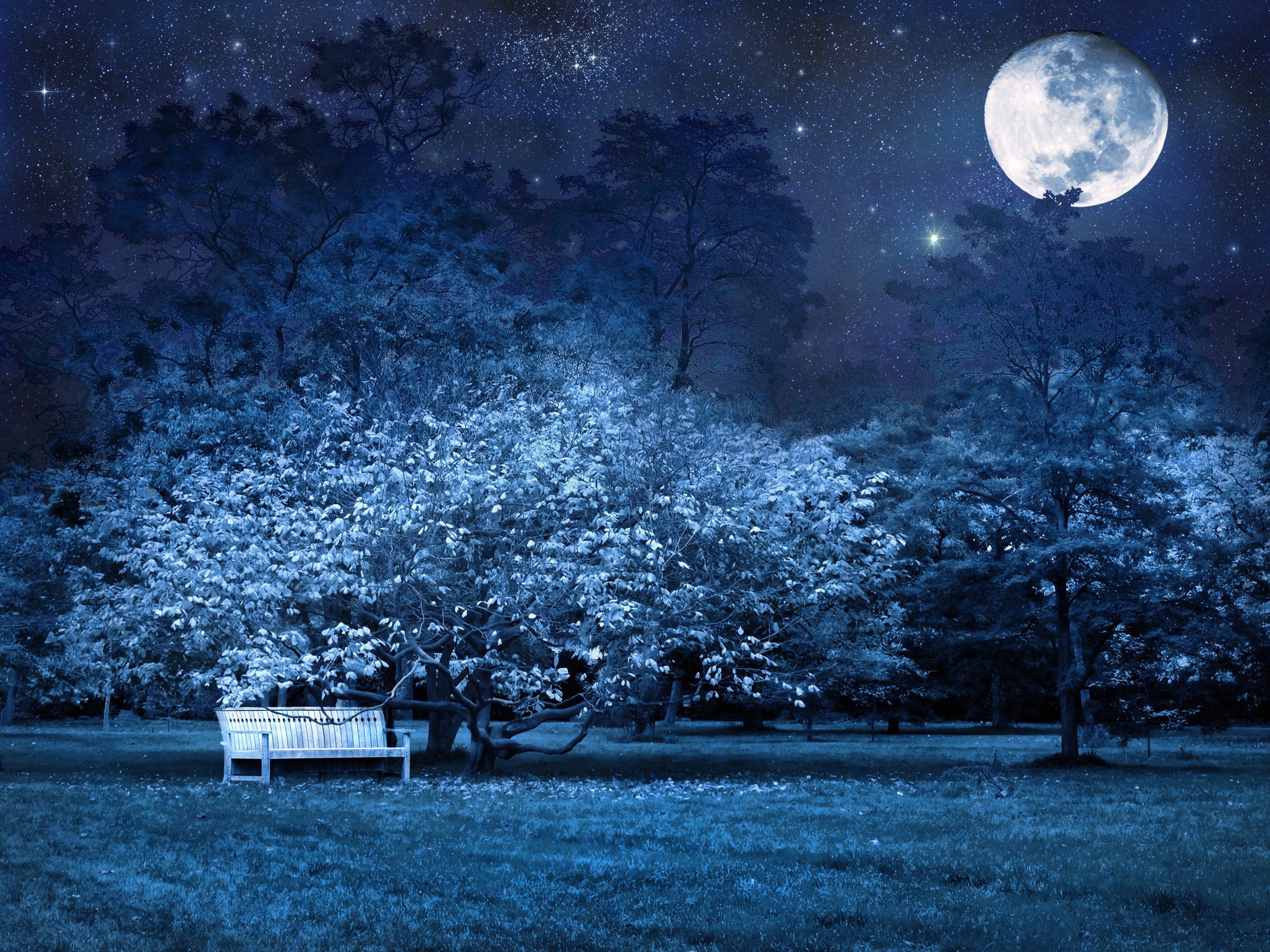 Image of Papermoon Fototapete »VOLLMOND-PARK MOND STERNE NACHT WALD BÄUME MYSTISCH«, Vliestapete, hochwertiger Digitaldruck, inklusive Kleister bei Ackermann Versand Schweiz