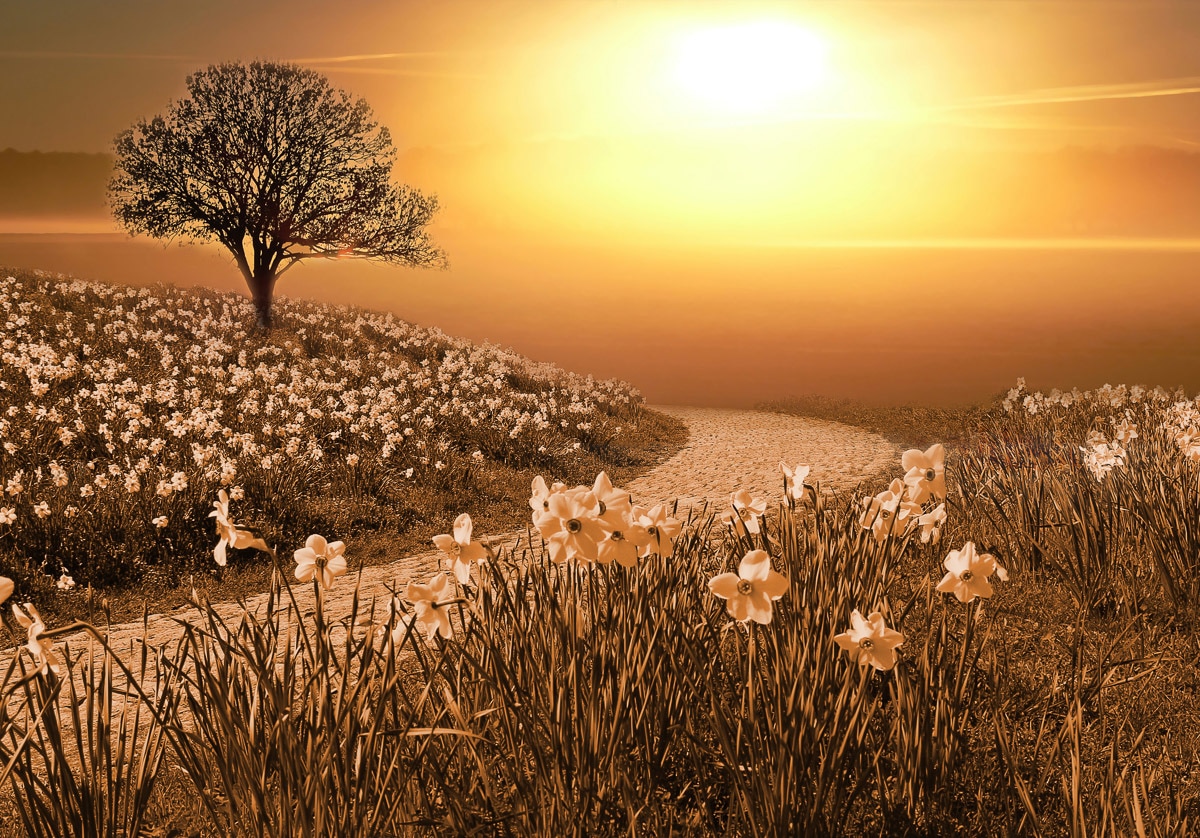 Image of Papermoon Fototapete "Magische Landschaft"