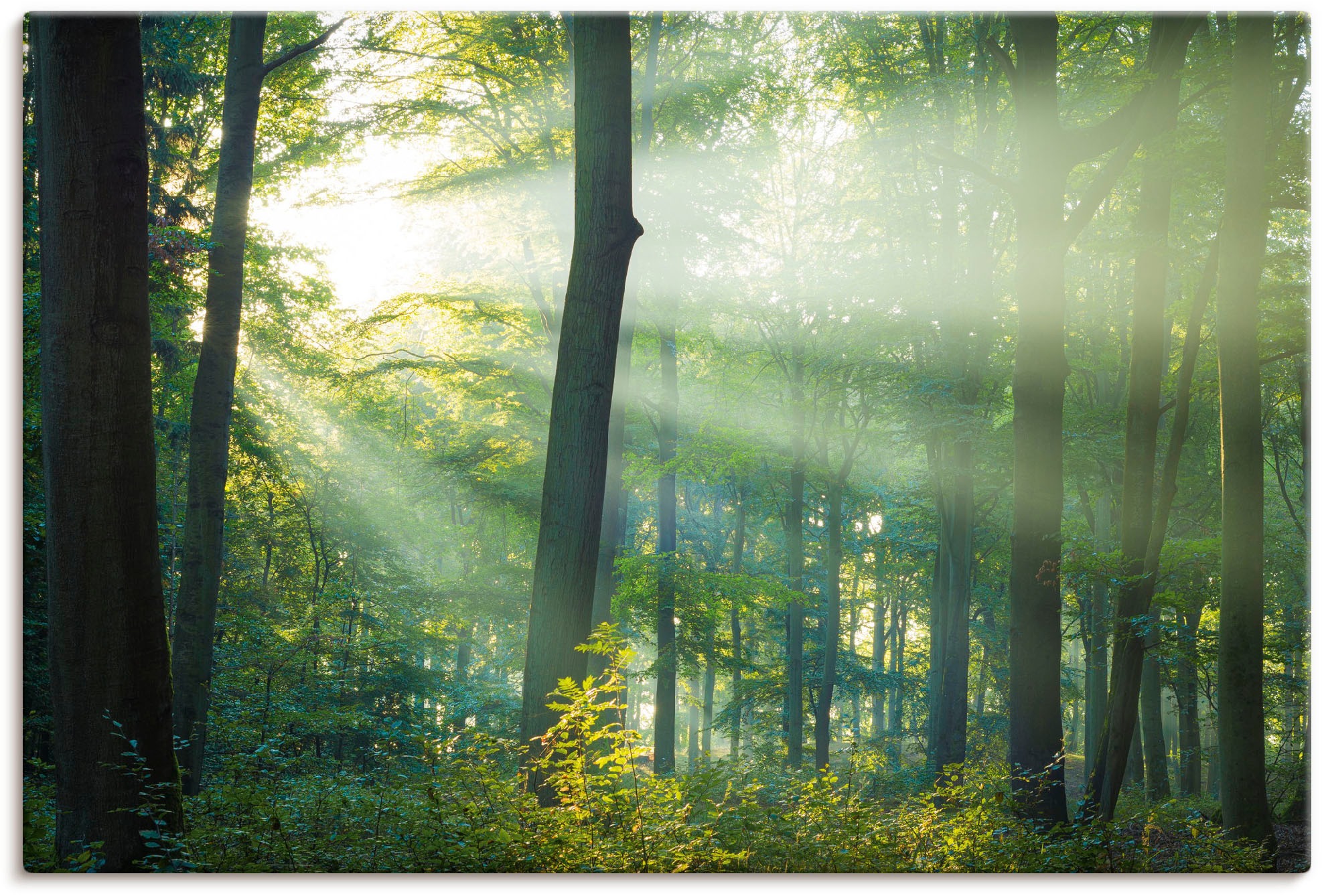 Image of Artland Wandbild »Licht im Wald«, Waldbilder, (1 St.), in vielen Grössen & Produktarten - Alubild / Outdoorbild für den Aussenbereich, Leinwandbild, Poster, Wandaufkleber / Wandtattoo auch für Badezimmer geeignet bei Ackermann Versand Schweiz