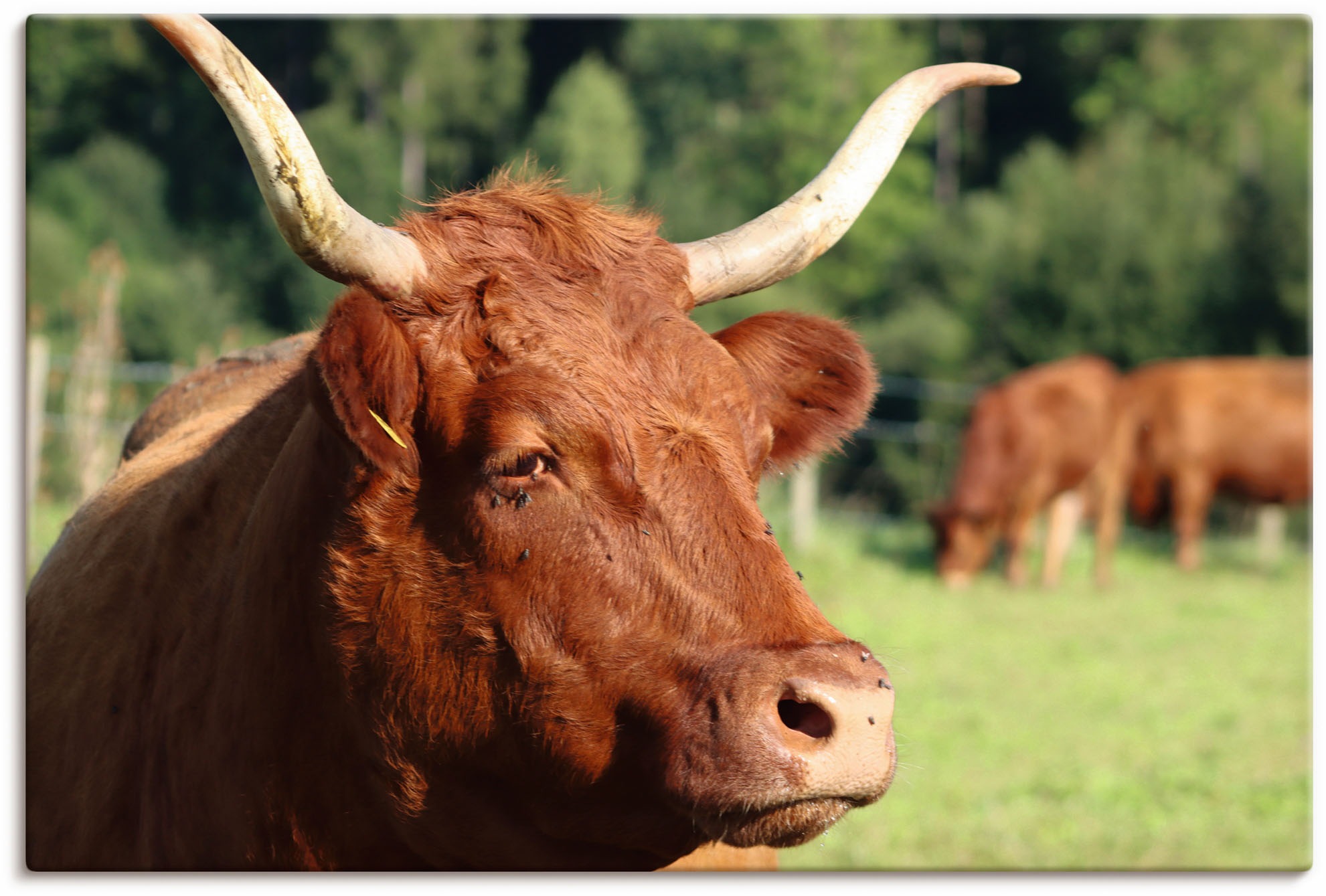 Image of Artland Wandbild »Schau mir in die Augen«, Kuhbilder, (1 St.), in vielen Grössen & Produktarten - Alubild / Outdoorbild für den Aussenbereich, Leinwandbild, Poster, Wandaufkleber / Wandtattoo auch für Badezimmer geeignet bei Ackermann Versand Schweiz