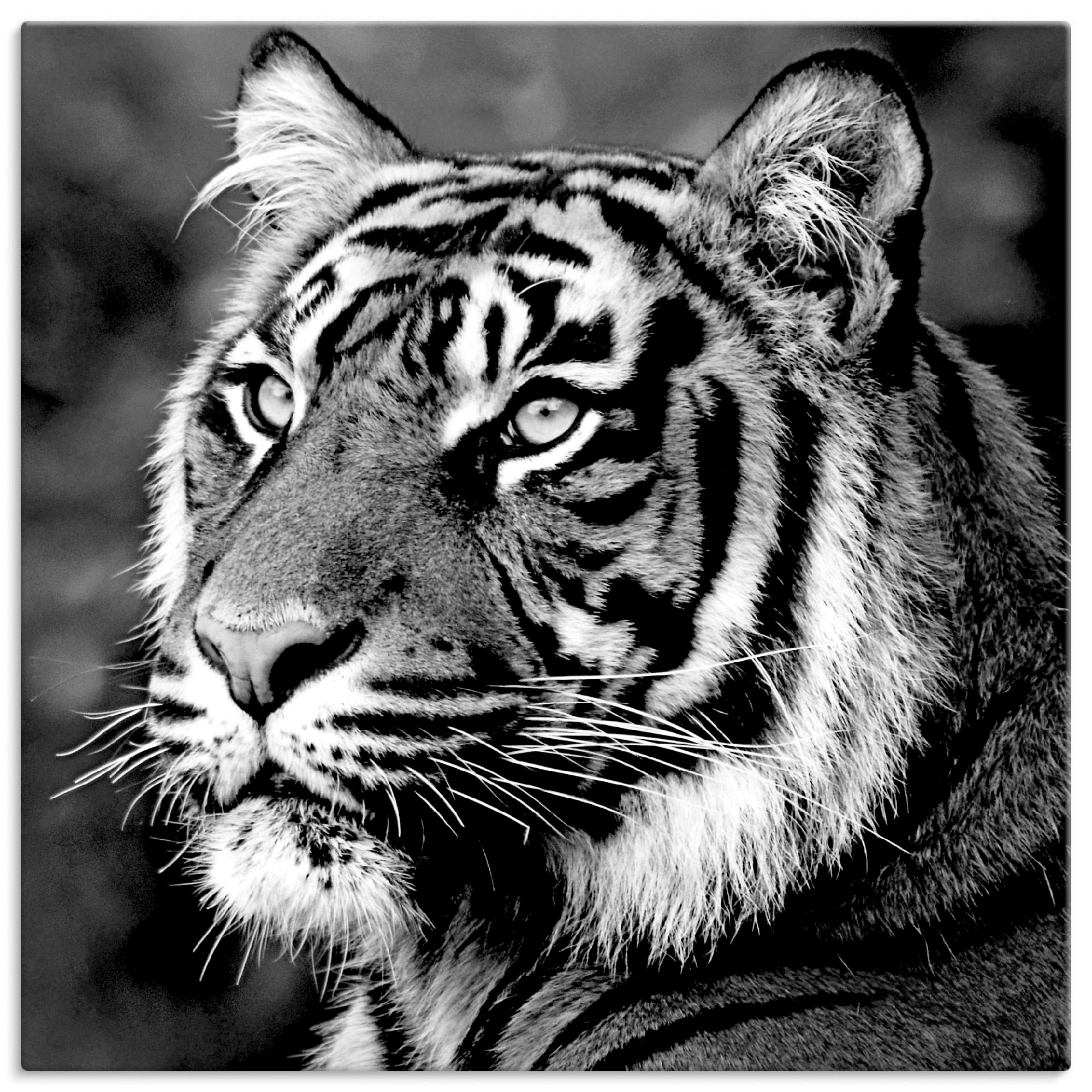 Image of Artland Leinwandbild "Tiger" Wildtiere 1 Stk. tlg. auf Holzrahmen gespannt