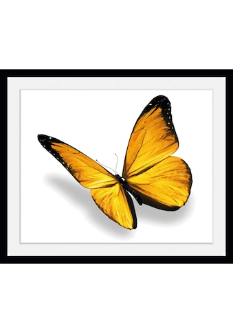 queence Bild »Maria 3.0«, Schmetterlinge, (1 St.) kaufen