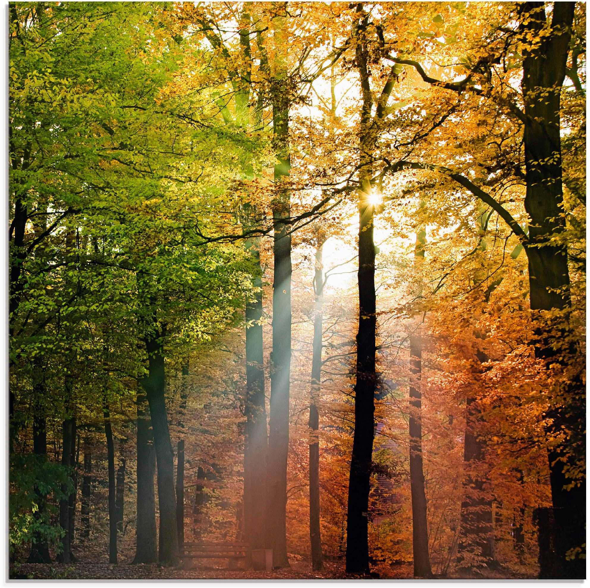 Image of Artland Glasbild "Schöner Herbsttag 2" Wald 1 Stk. tlg. in verschiedenen Grössen