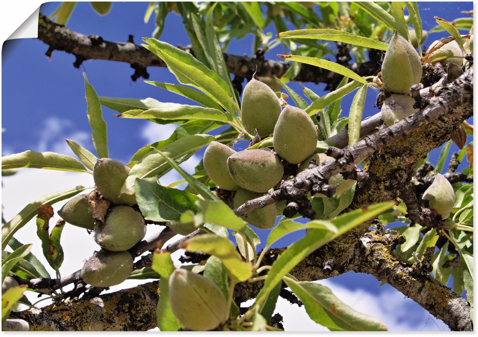 Image of Artland Wandbild »Mandelbaum im Fruehjahr«, Baumbilder, (1 St.), in vielen Grössen & Produktarten - Alubild / Outdoorbild für den Aussenbereich, Leinwandbild, Poster, Wandaufkleber / Wandtattoo auch für Badezimmer geeignet bei Ackermann Versand Schweiz