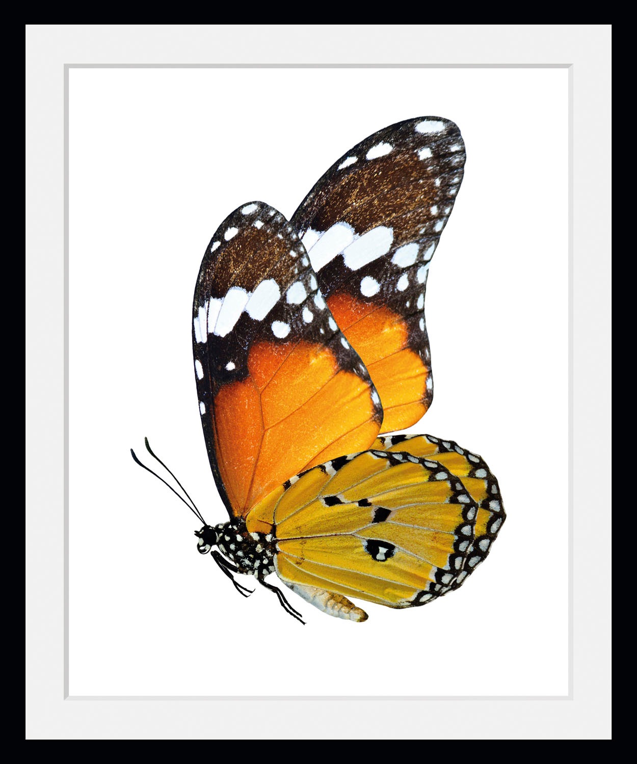 Image of queence Bild "Mario" Insekten Kunst Schmetterlinge historische Ereignisse 1 Stk. tlg. HD Premium Poster-Druck inkl. Holzrahmen