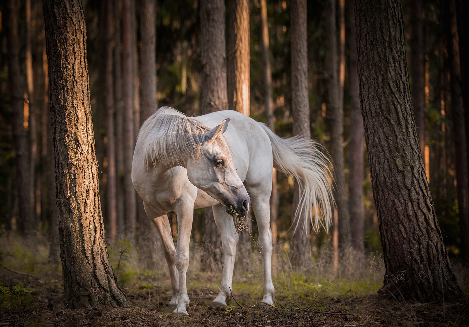 Image of Consalnet Vliestapete »Pferd im Wald«, Motiv bei Ackermann Versand Schweiz