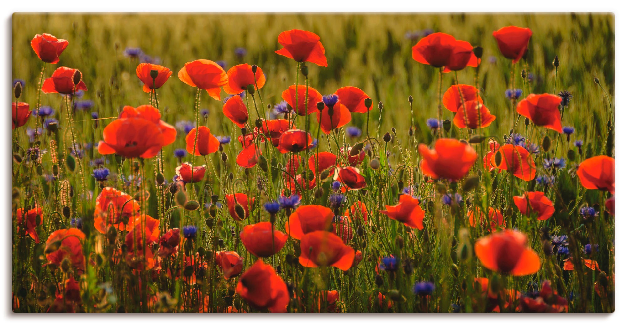 Image of Artland Wandbild »Sommermohn«, Blumen, (1 St.), in vielen Grössen & Produktarten - Alubild / Outdoorbild für den Aussenbereich, Leinwandbild, Poster, Wandaufkleber / Wandtattoo auch für Badezimmer geeignet bei Ackermann Versand Schweiz