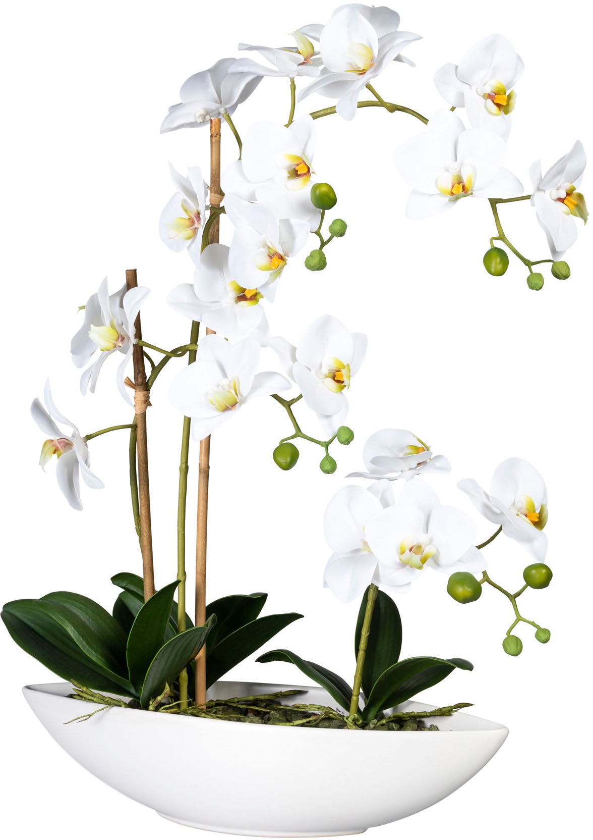 Creativ green Kunstorchidee »Phalaenopsis«, im Keramikschiff