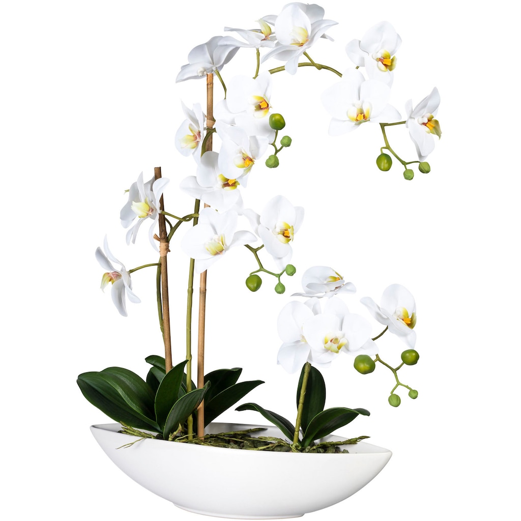 Creativ green Kunstorchidee »Phalaenopsis«