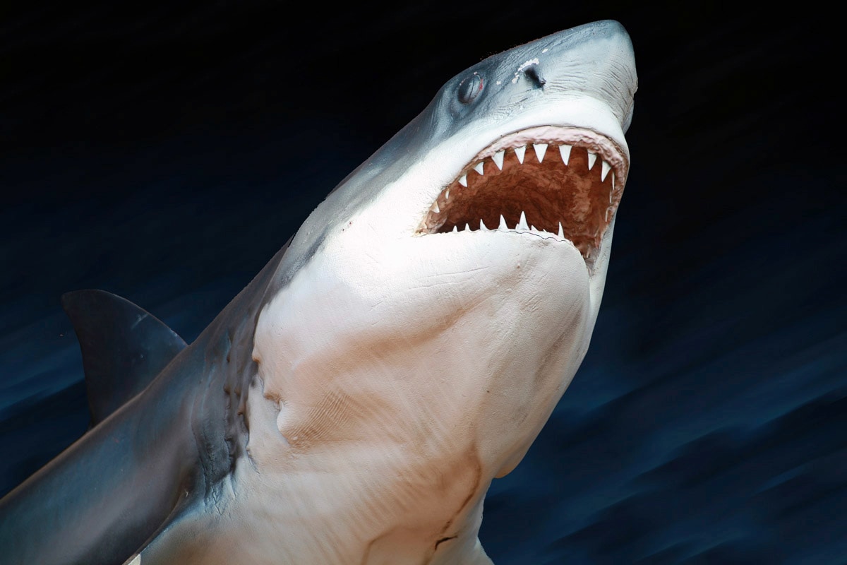 Papermoon Fototapete »Weisser Hai«