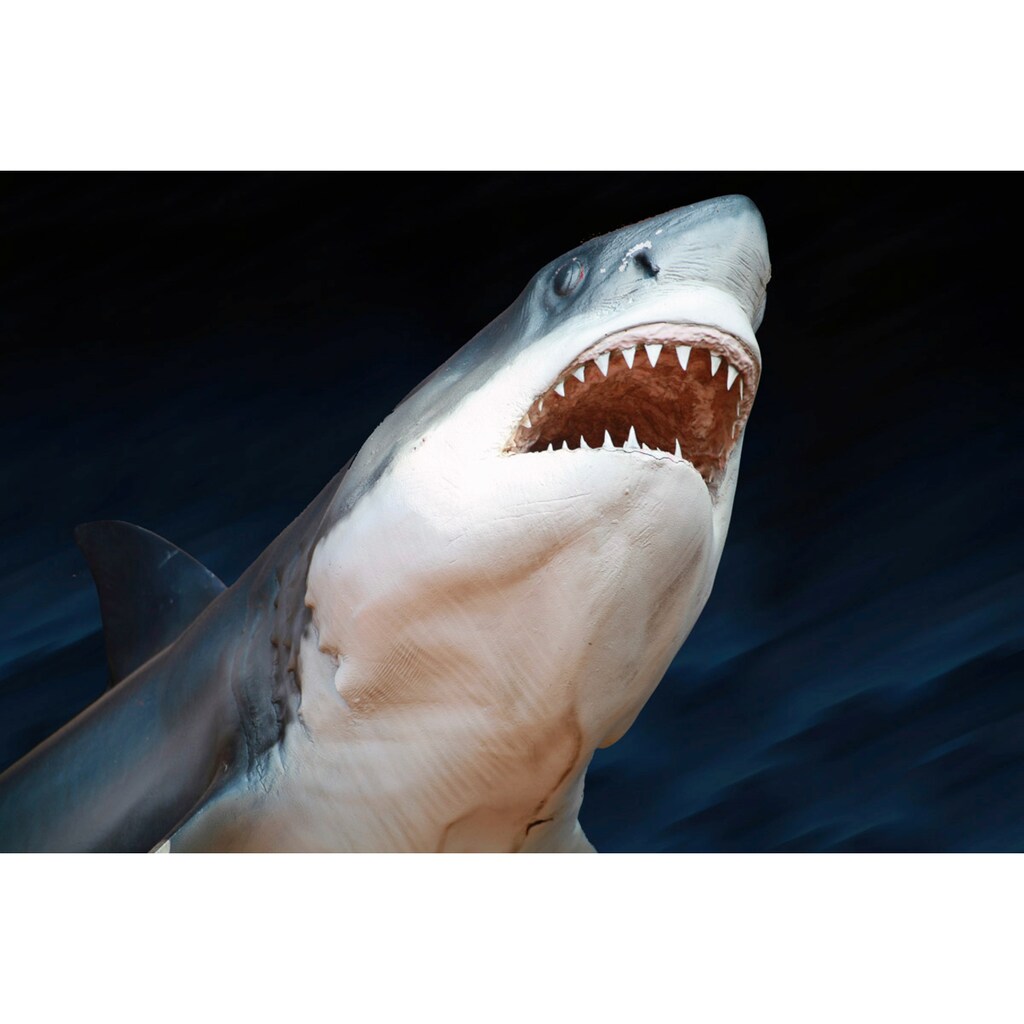 Papermoon Fototapete »Weisser Hai«