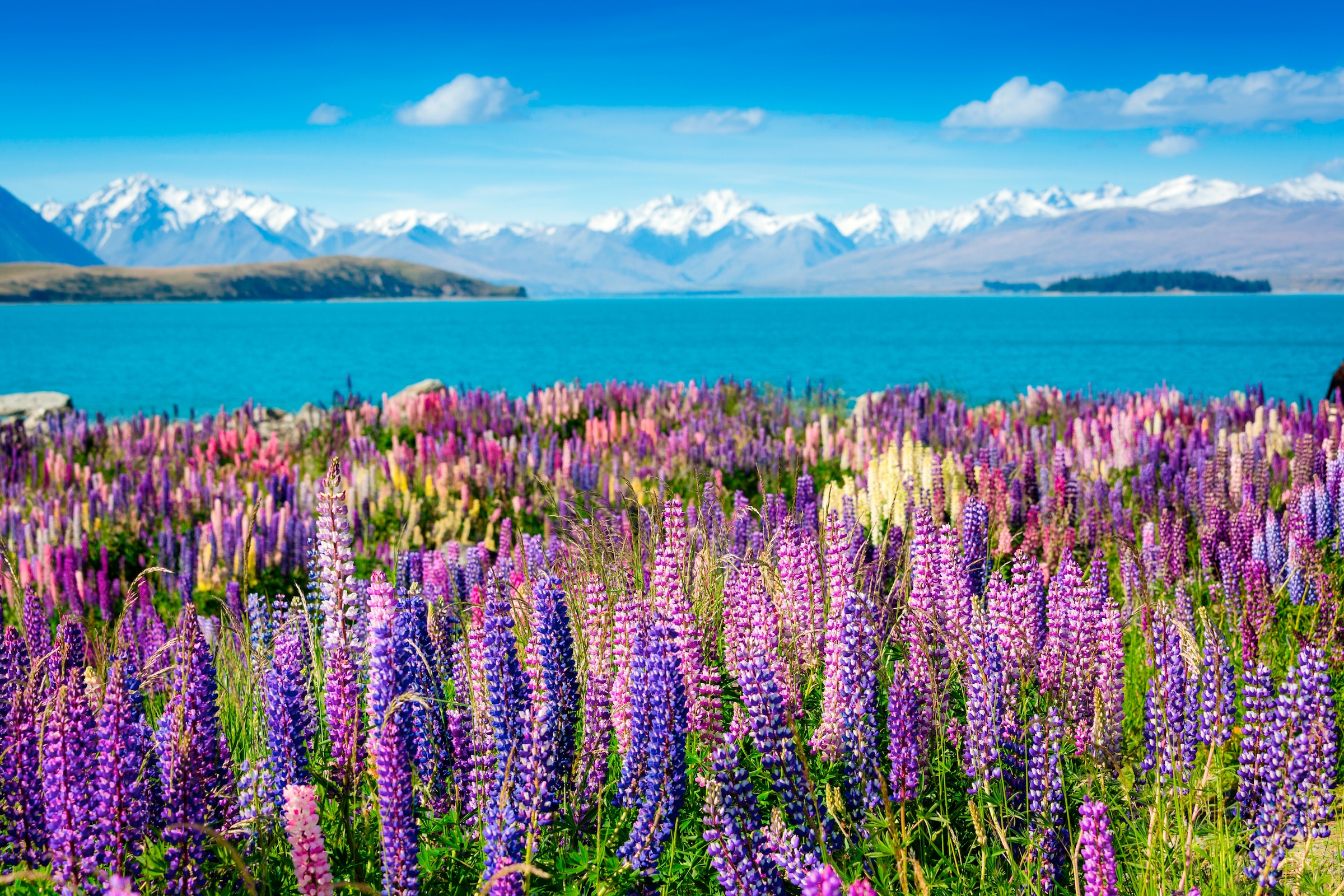 Image of Papermoon Fototapete »Montain Lake with Flowers«, matt, BlueBack, 7 Bahnen, 350 x 260 cm bei Ackermann Versand Schweiz