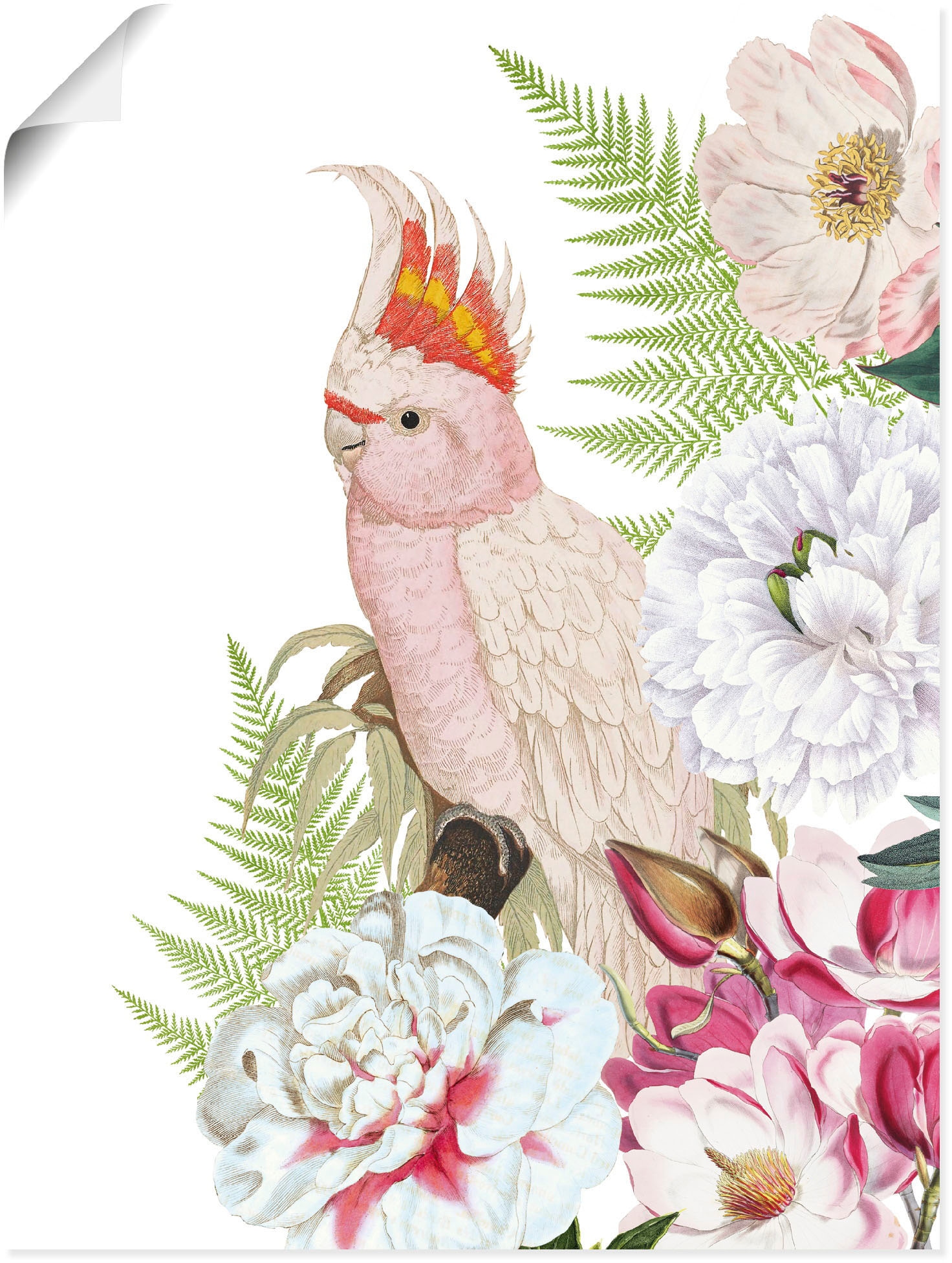 Artland Wandbild Wandaufkleber (1 Poster Papagei versch. maintenant Grössen in als »Vintage Leinwandbild, St.), Vogelbilder, oder II«, Alubild