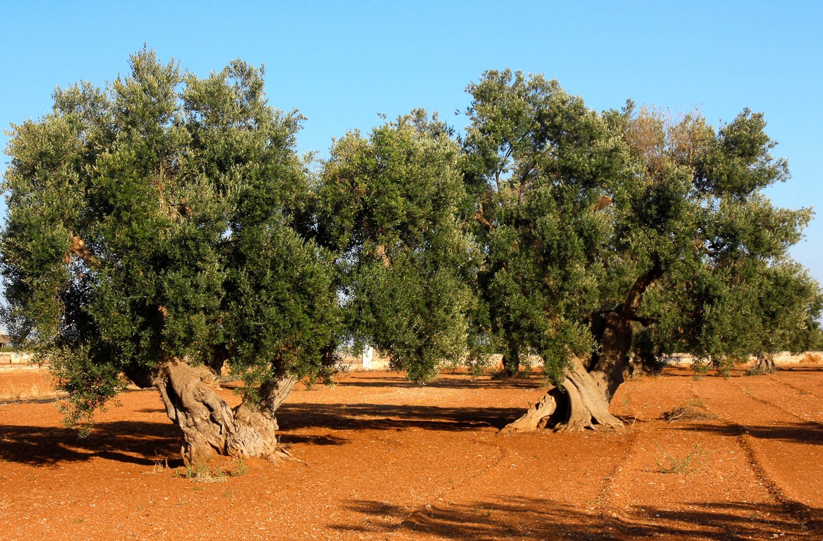 Papermoon Fototapete »Bäume in Landschaft«