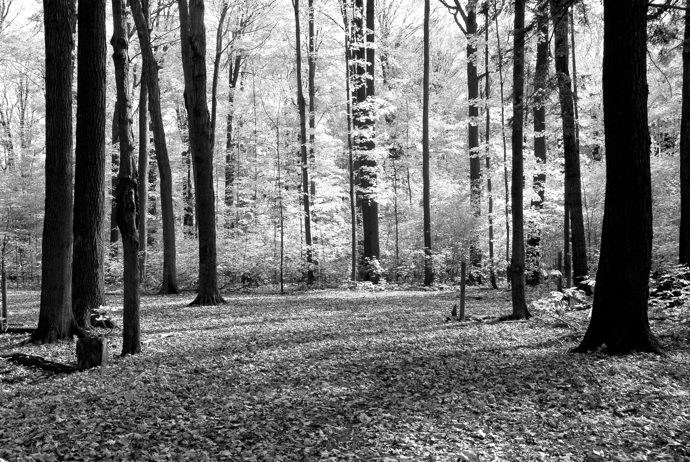 Image of Papermoon Fototapete »Wald Schwarz & Weiss«, Vliestapete, hochwertiger Digitaldruck, inklusive Kleister bei Ackermann Versand Schweiz