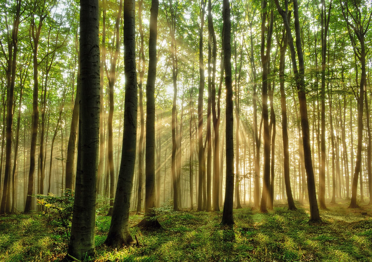 Image of Papermoon Fototapete "Forest" glatt