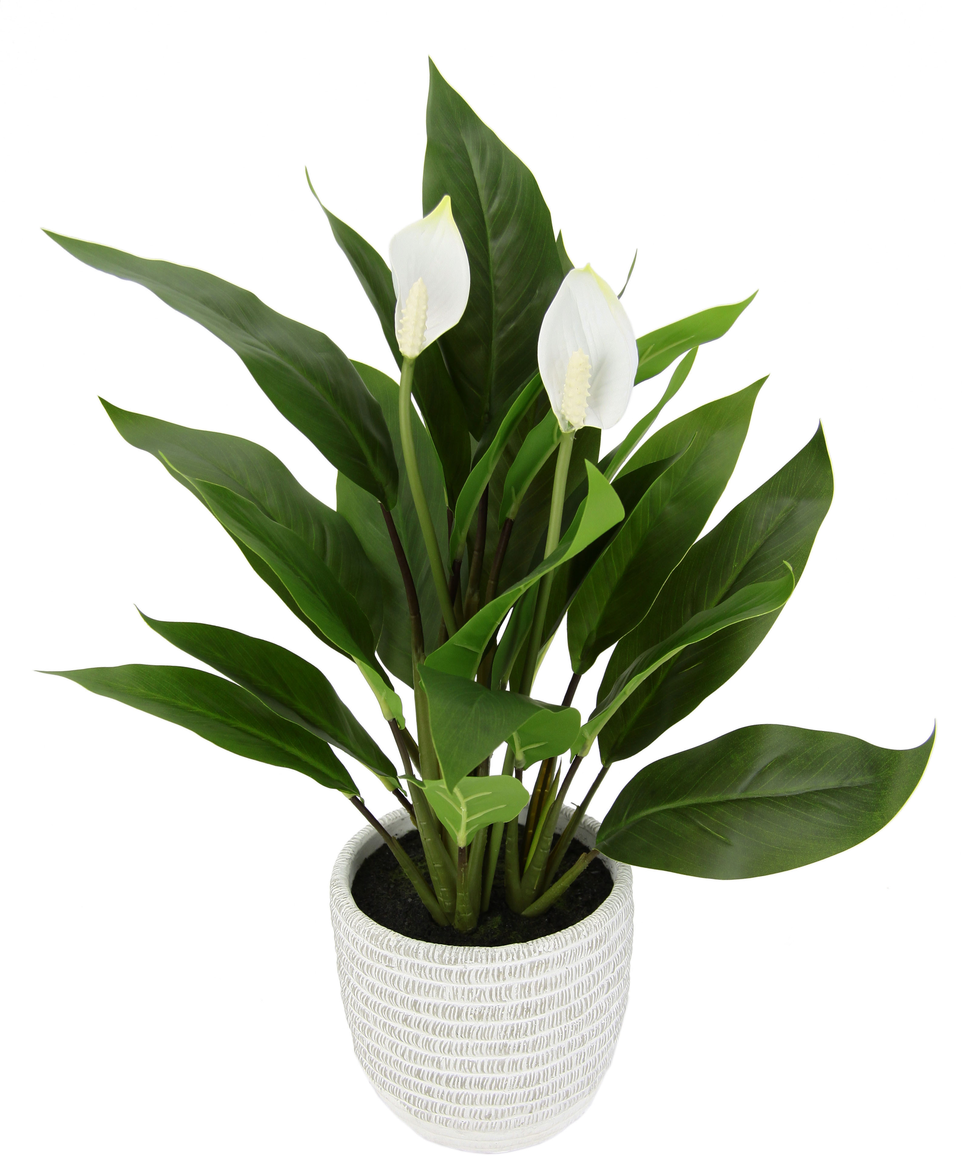 Kunstpflanze »Spathiphyllum«, im Topf Anthurie Calla Flamingoblume exotische Pflanze...