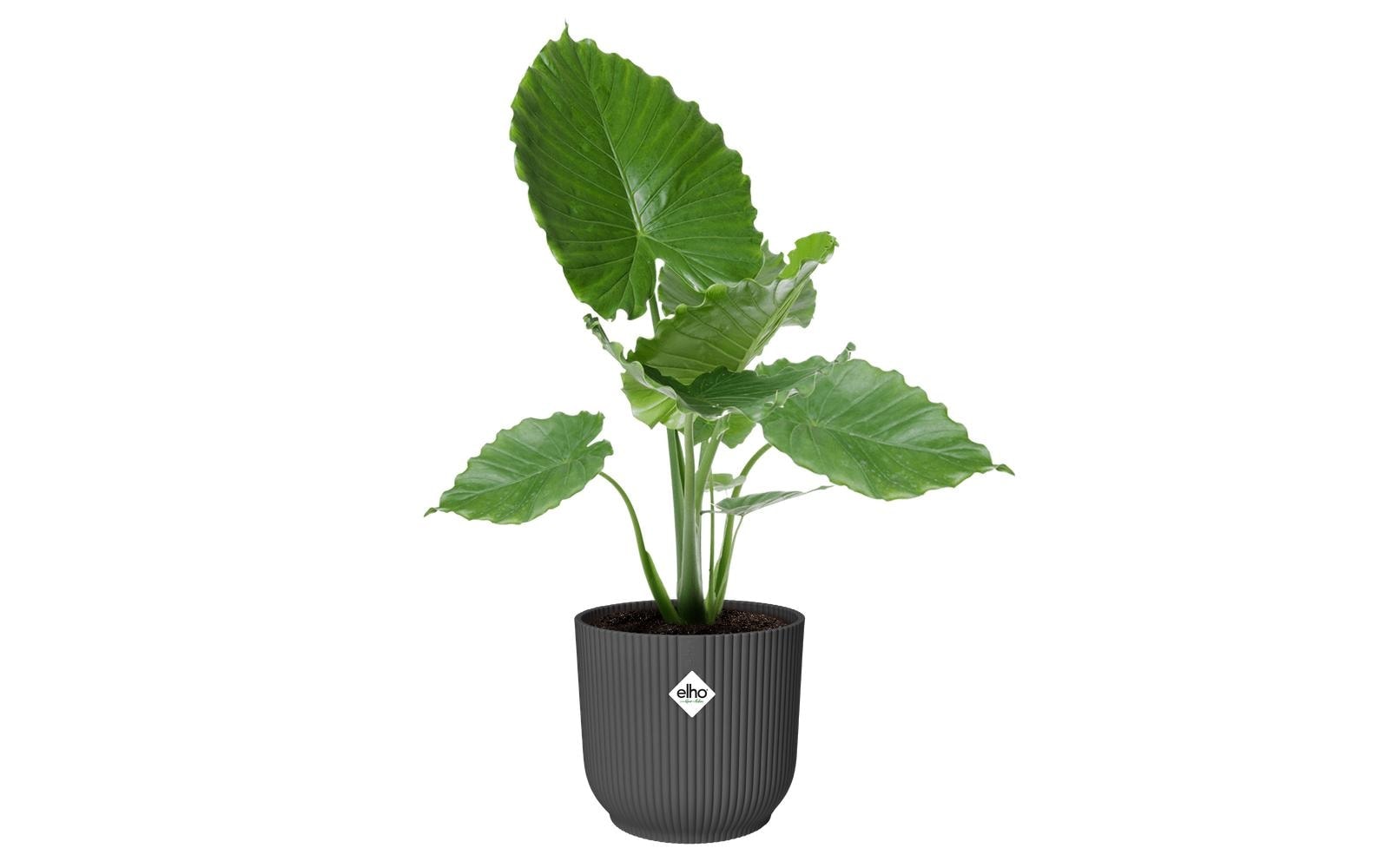 Elho Pot de fleurs »Vibes Fold Rund 30 cm«