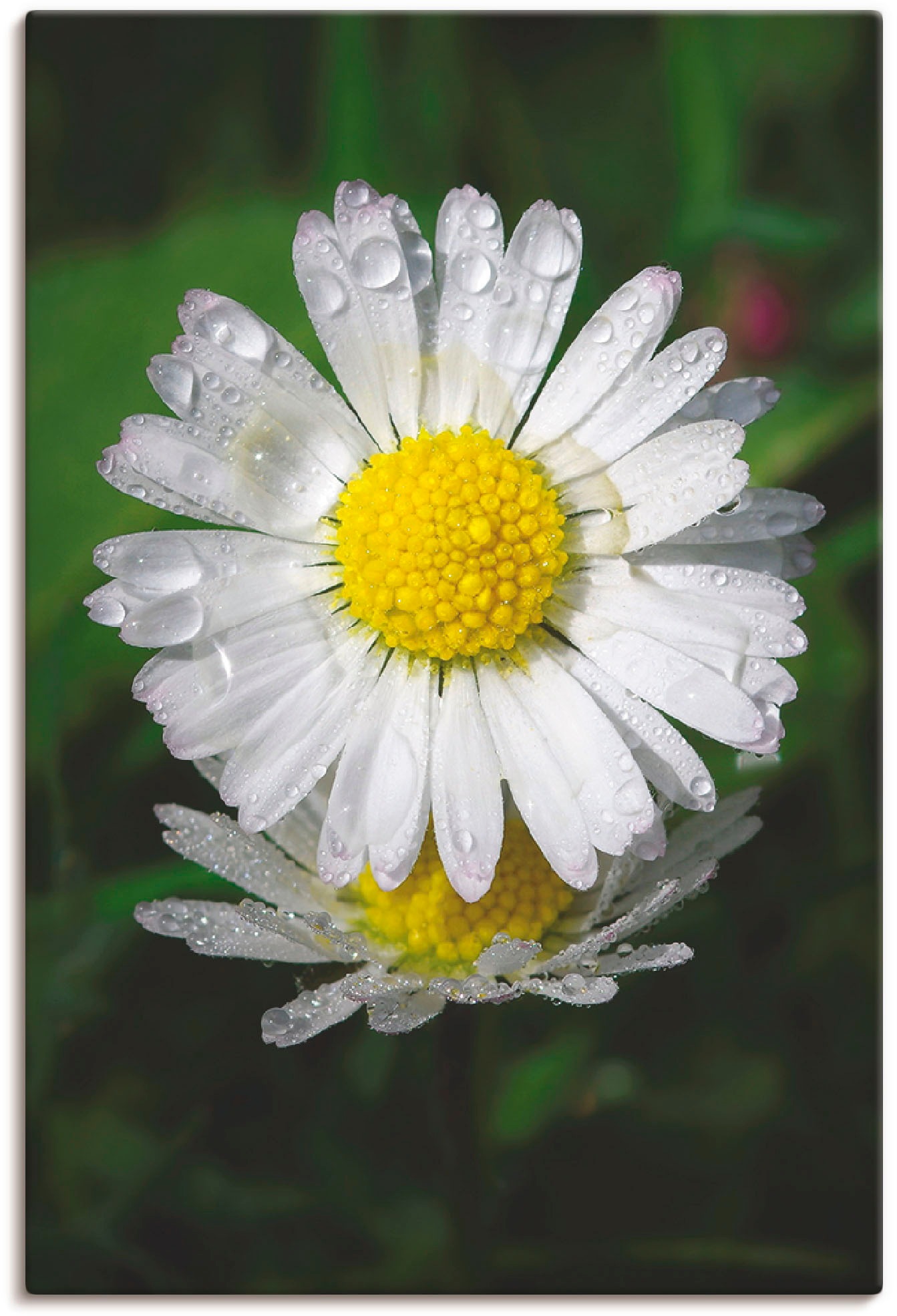 Image of Artland Wandbild »Gänseblümchen mit Tropfen«, Blumen, (1 St.), in vielen Grössen & Produktarten - Alubild / Outdoorbild für den Aussenbereich, Leinwandbild, Poster, Wandaufkleber / Wandtattoo auch für Badezimmer geeignet bei Ackermann Versand Schweiz