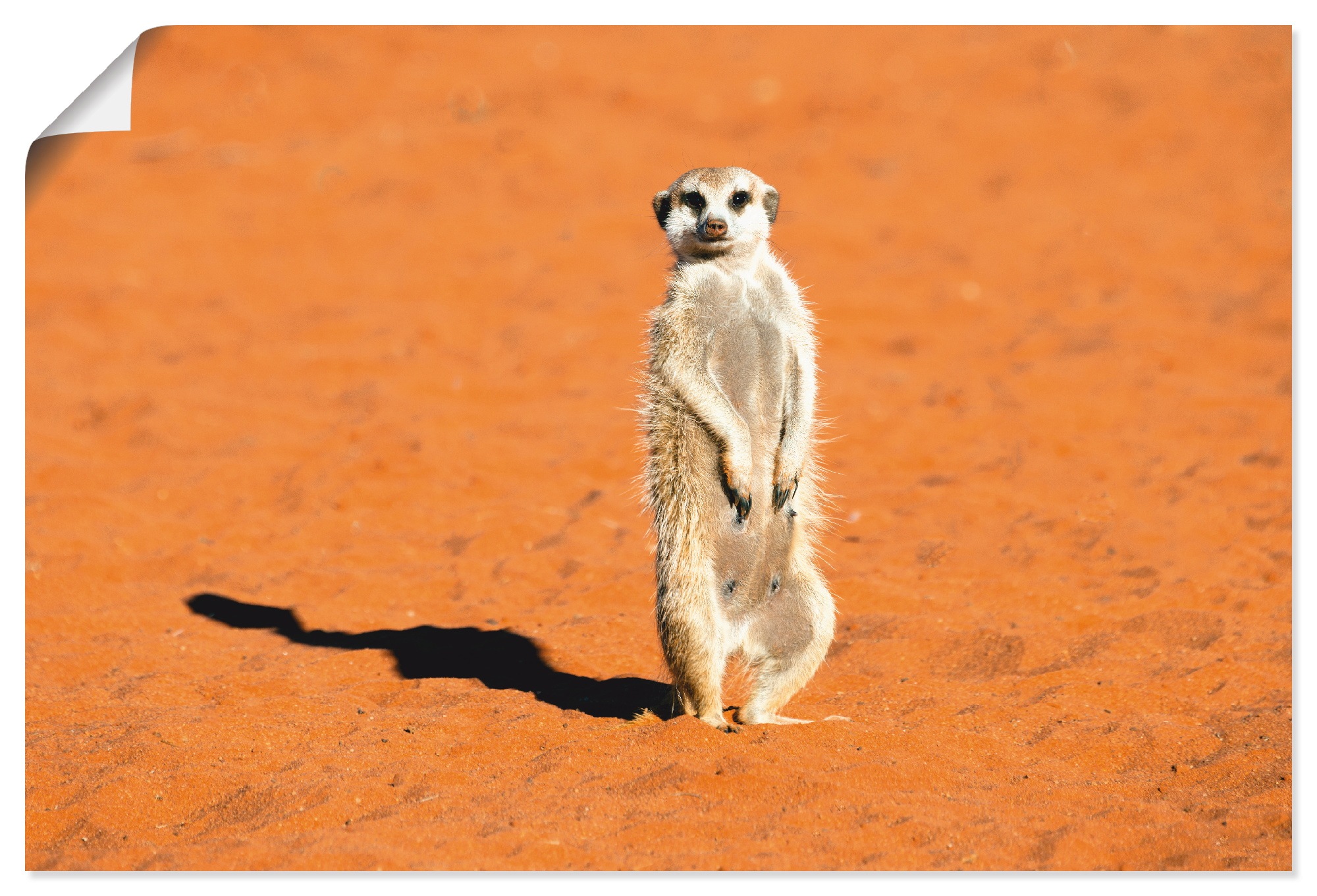 Image of Artland Wandbild »Erdmännchen«, Wildtiere, (1 St.), in vielen Grössen & Produktarten - Alubild / Outdoorbild für den Aussenbereich, Leinwandbild, Poster, Wandaufkleber / Wandtattoo auch für Badezimmer geeignet bei Ackermann Versand Schweiz