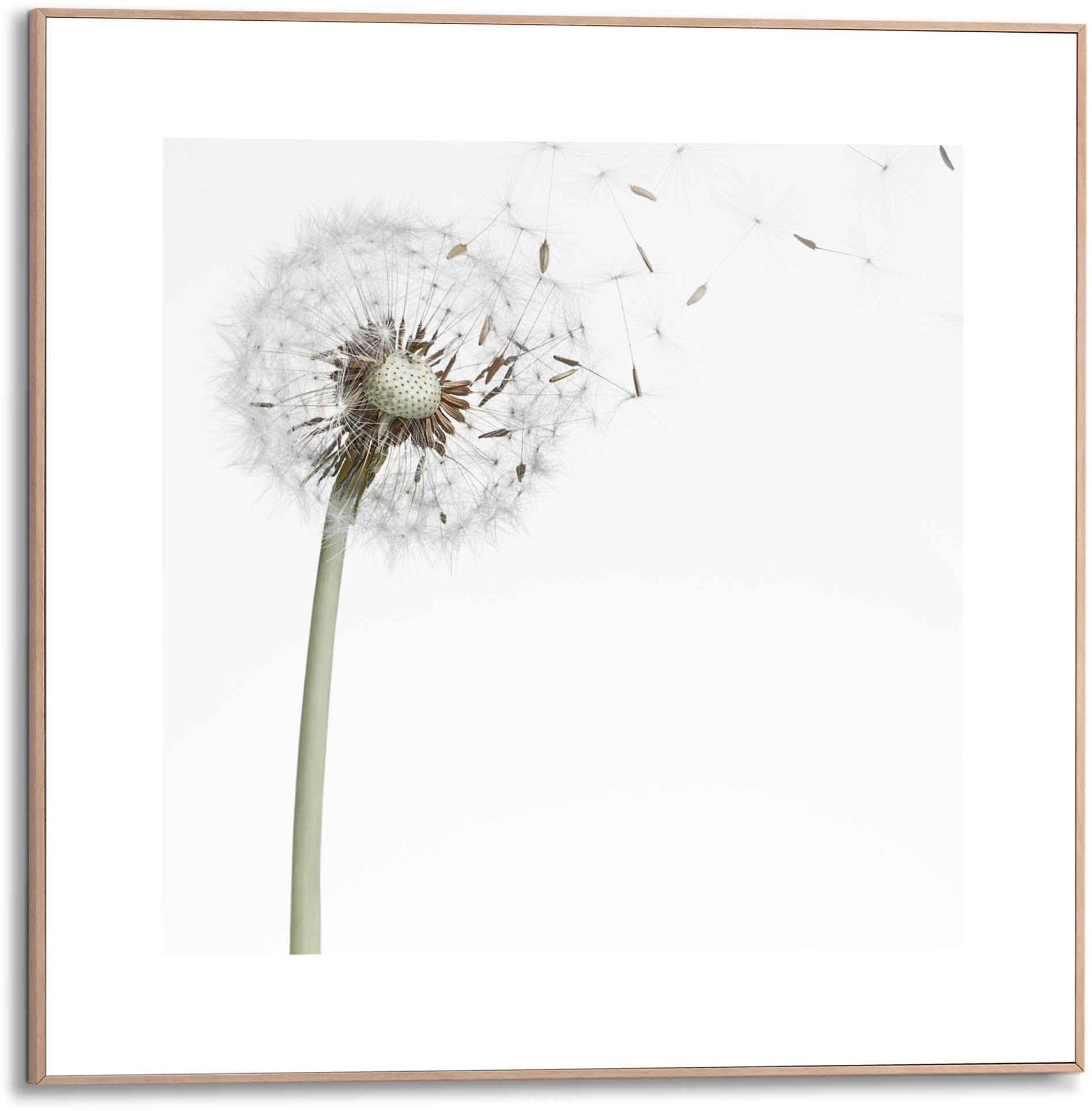 Image of Reinders! Bild »Gerahmtes Bild Pusteblume«, Blumen, (1 St.) bei Ackermann Versand Schweiz