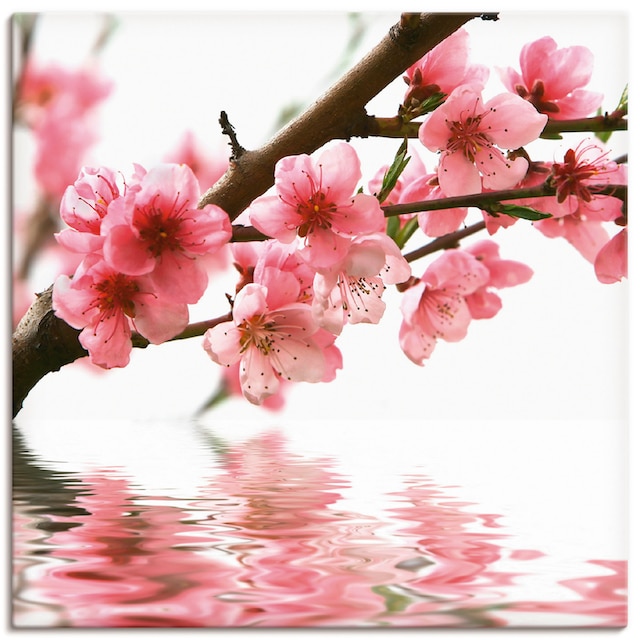 Artland Wandbild »Pfirsichblüten reflektieren im Wasser«, Blumen, (1 St.),  als Alubild, Leinwandbild, Wandaufkleber oder Poster in versch. Grössen  maintenant