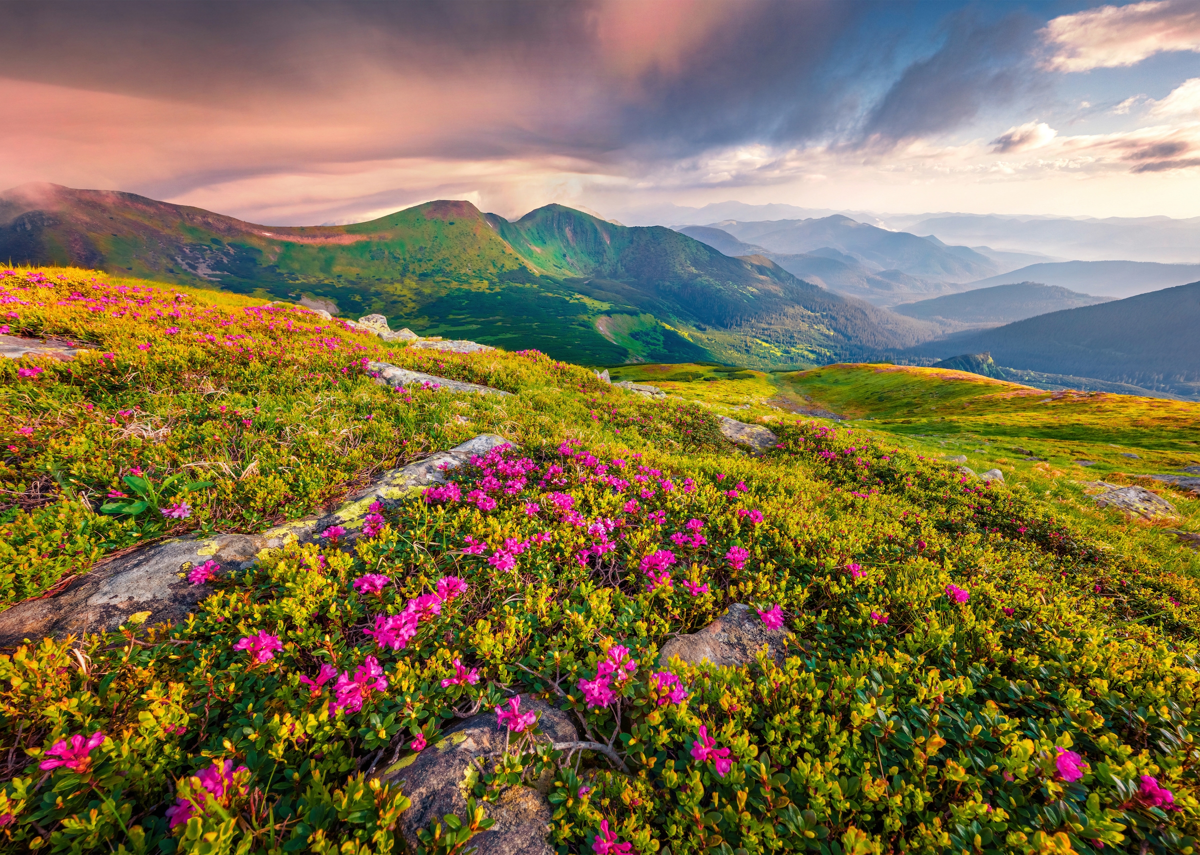 Image of Papermoon Fototapete »BLUMEN-NATUR LANDSCHAFT BERGE GEBIRGE ALPEN LAVENDEL«, Vliestapete, hochwertiger Digitaldruck, inklusive Kleister bei Ackermann Versand Schweiz