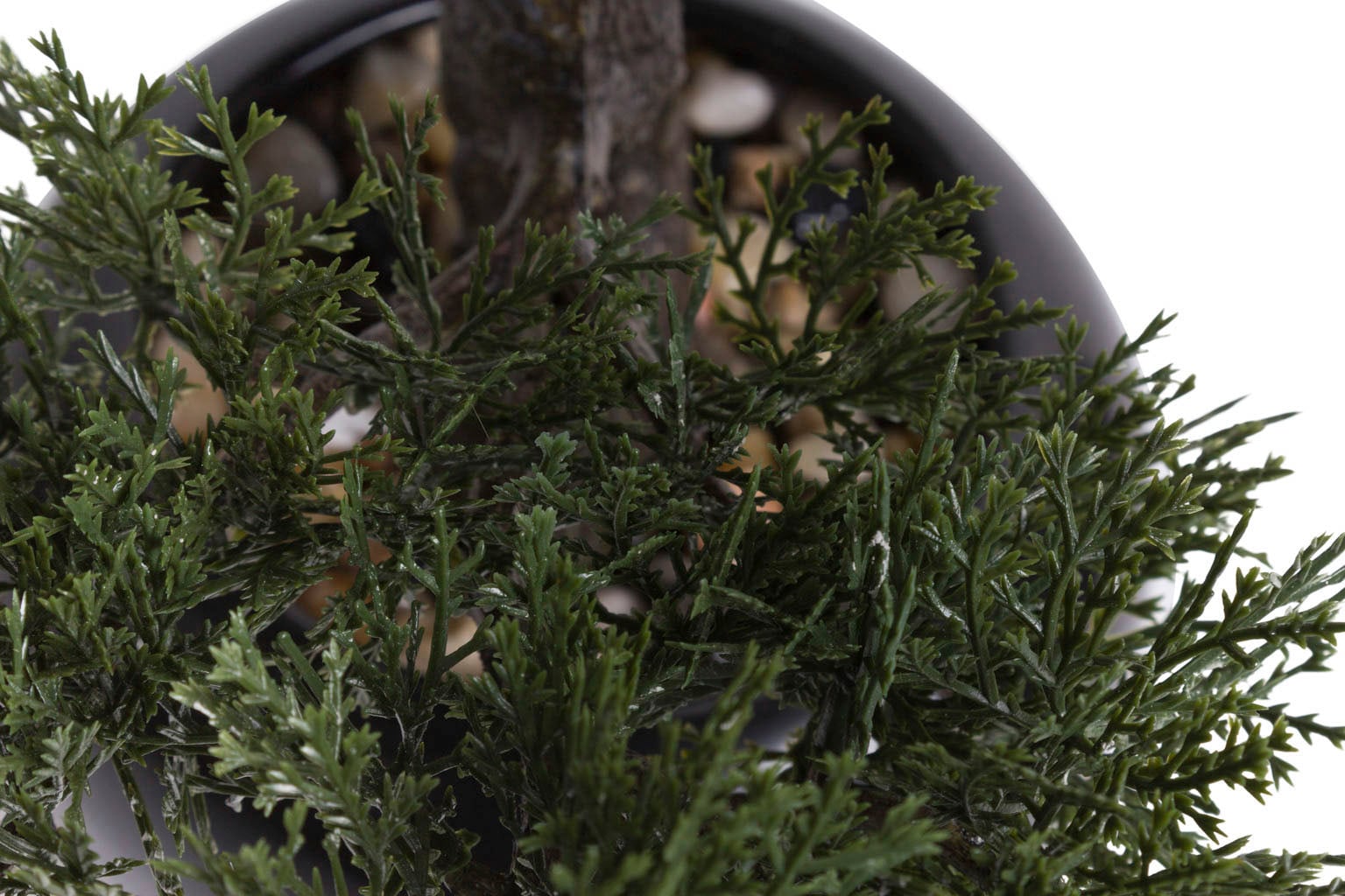 Bonsai« jetzt »Ceder kaufen Botanic-Haus Kunstbonsai