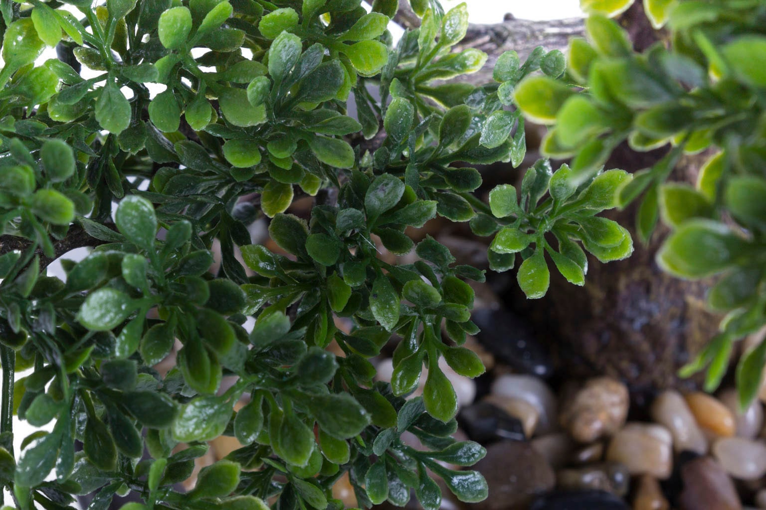 Botanic-Haus Kunstbonsai kaufen bequem »Ficus Bonsai«