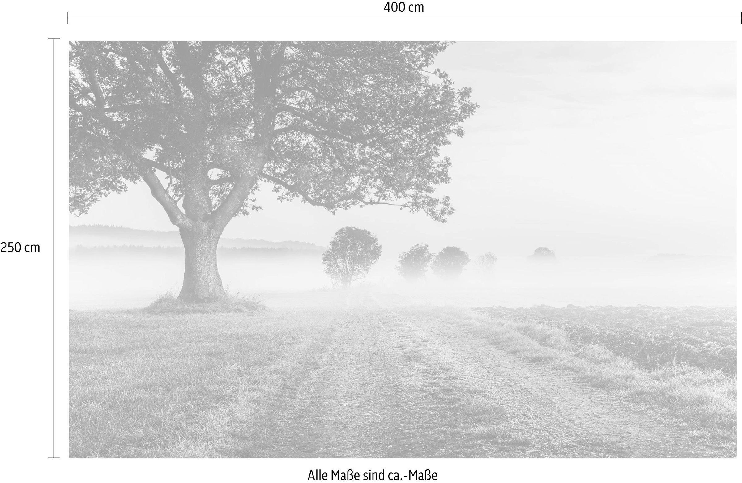 Komar Vliestapete »Digitaldruck Vlies - Misty Morning - Grösse 400 x 250 cm«, bedruckt, Wohnzimmer, Schlafzimmer