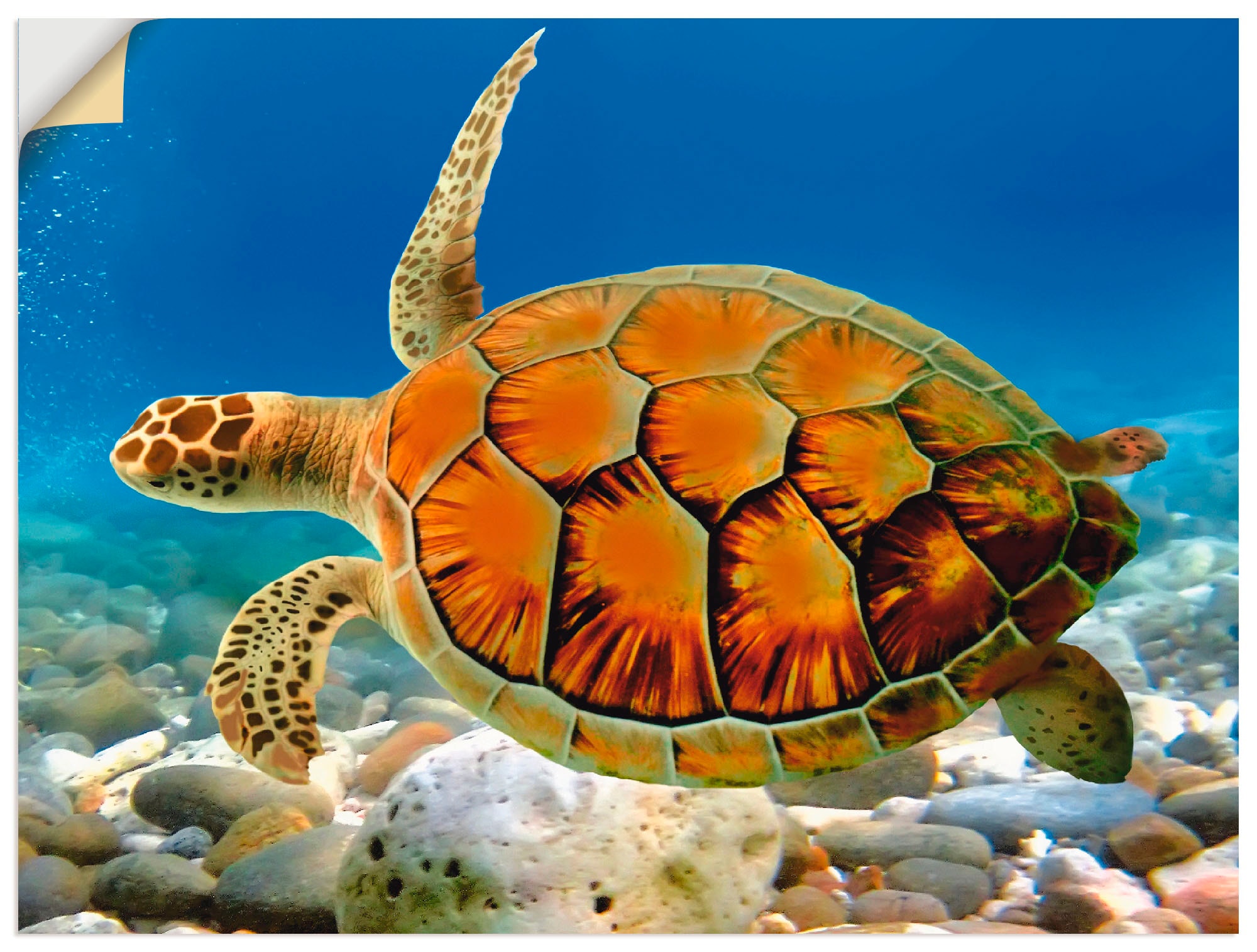 Artland Wandbild »Schildkröte«, Wassertiere, (1 St.), als Alubild,  Leinwandbild, Wandaufkleber oder Poster in versch. Grössen | Poster