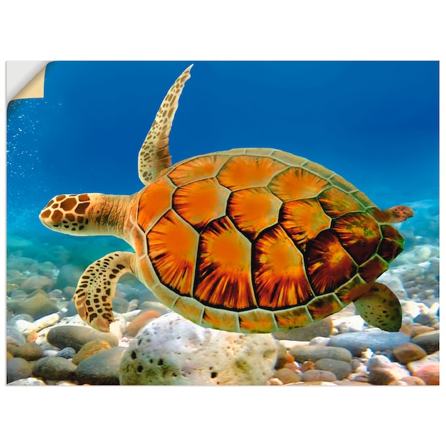 Artland Wandbild »Schildkröte«, Wassertiere, (1 St.), als Alubild,  Leinwandbild, Wandaufkleber oder Poster in versch. Grössen