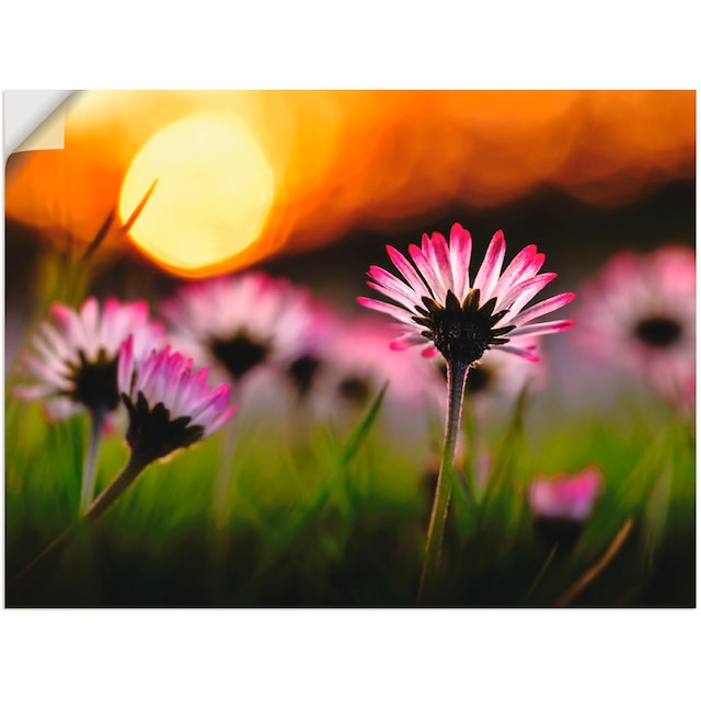 Artland Wandbild »Gänseblümchen im Sonnenuntergang«, Blumenwiese, (1 St.),  als Alubild, Leinwandbild, Wandaufkleber oder Poster in versch. Grössen  acheter confortablement