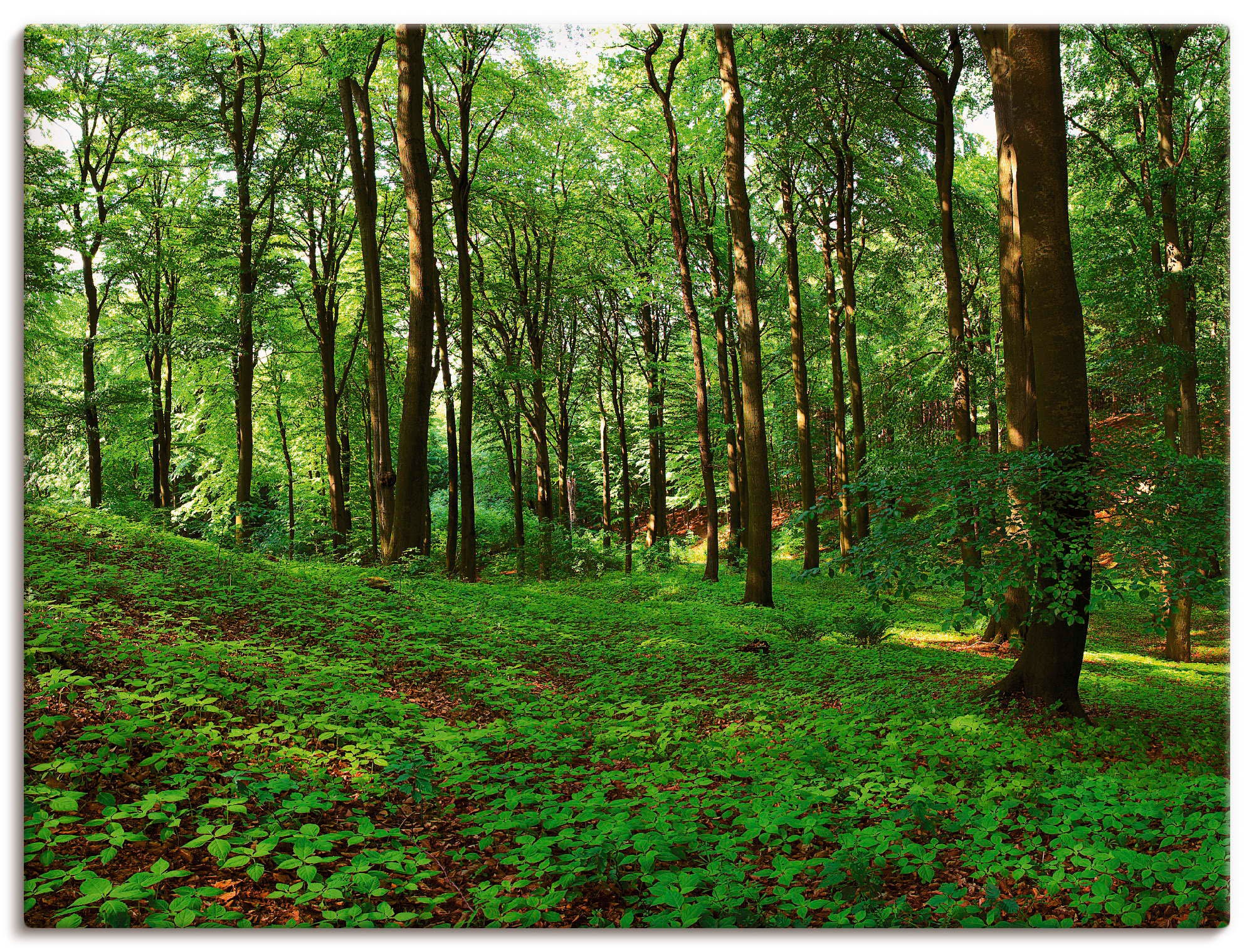 Image of Artland Wandbild »Panorama von einem grünen Sommerwald«, Wald, (1 St.), in vielen Grössen & Produktarten - Alubild / Outdoorbild für den Aussenbereich, Leinwandbild, Poster, Wandaufkleber / Wandtattoo auch für Badezimmer geeignet bei Ackermann Versand Sch